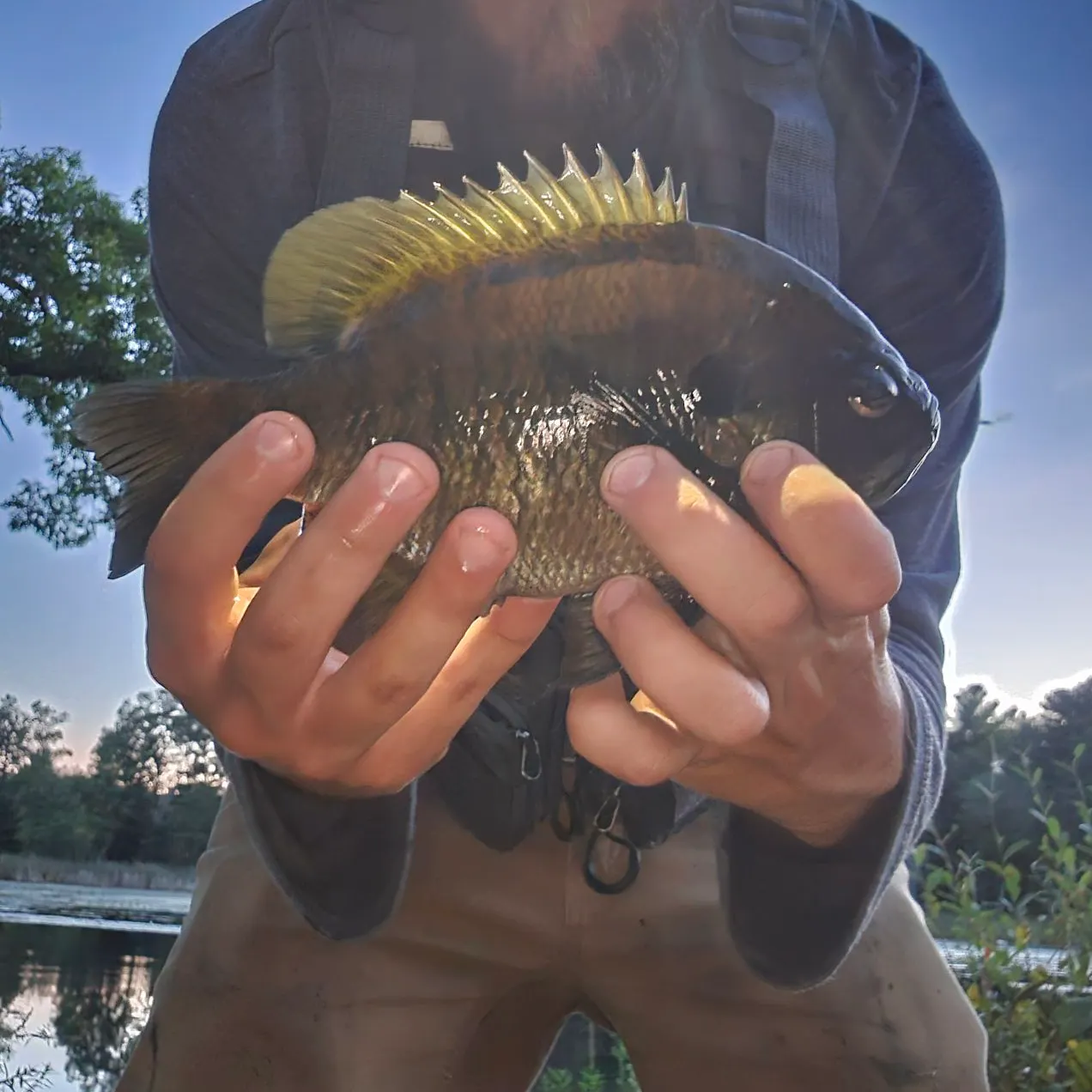 Bluegill caught on Fishbrain