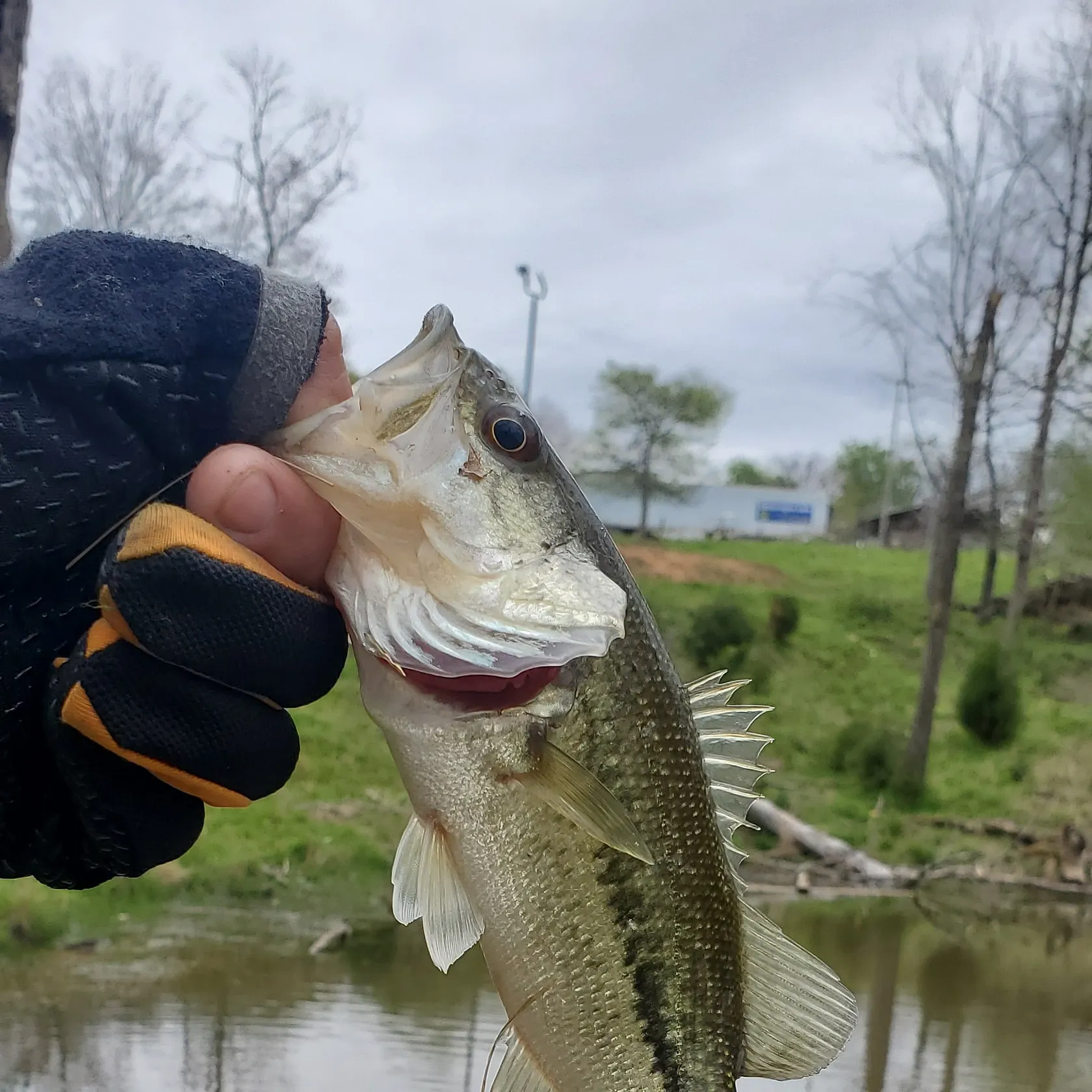 Spotted bass caught on Fishbrain