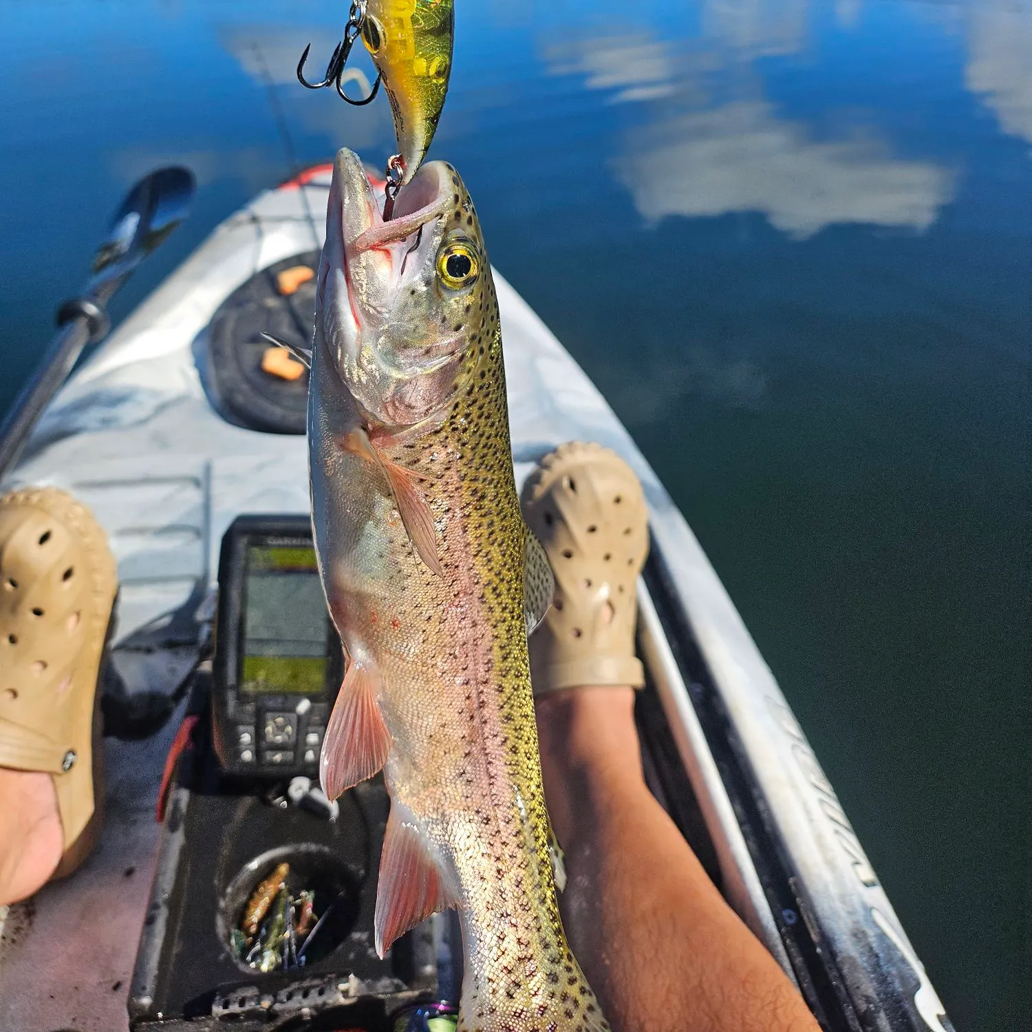 Rainbow trout caught on Fishbrain