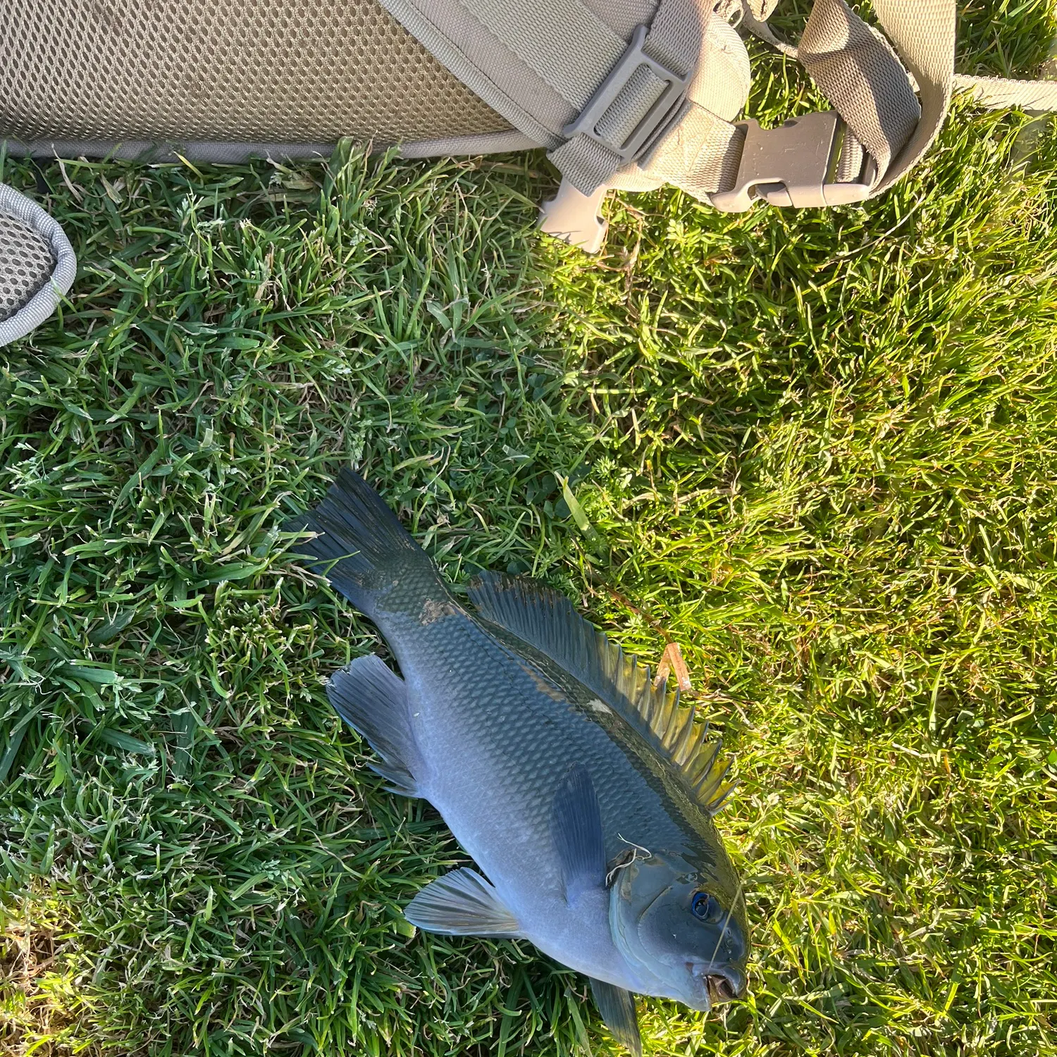 The most recent Opaleye catches on Fishbrain