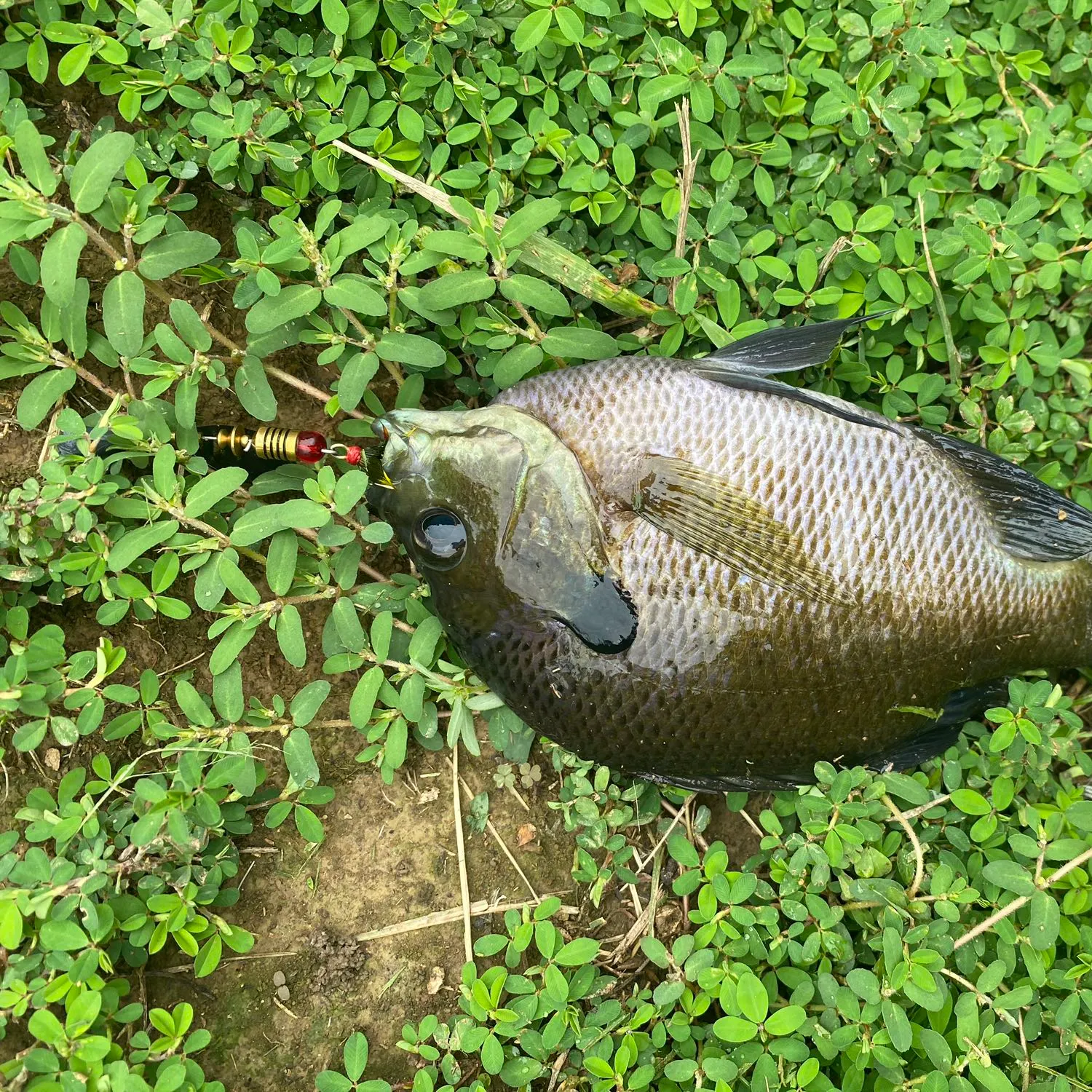 angler catch