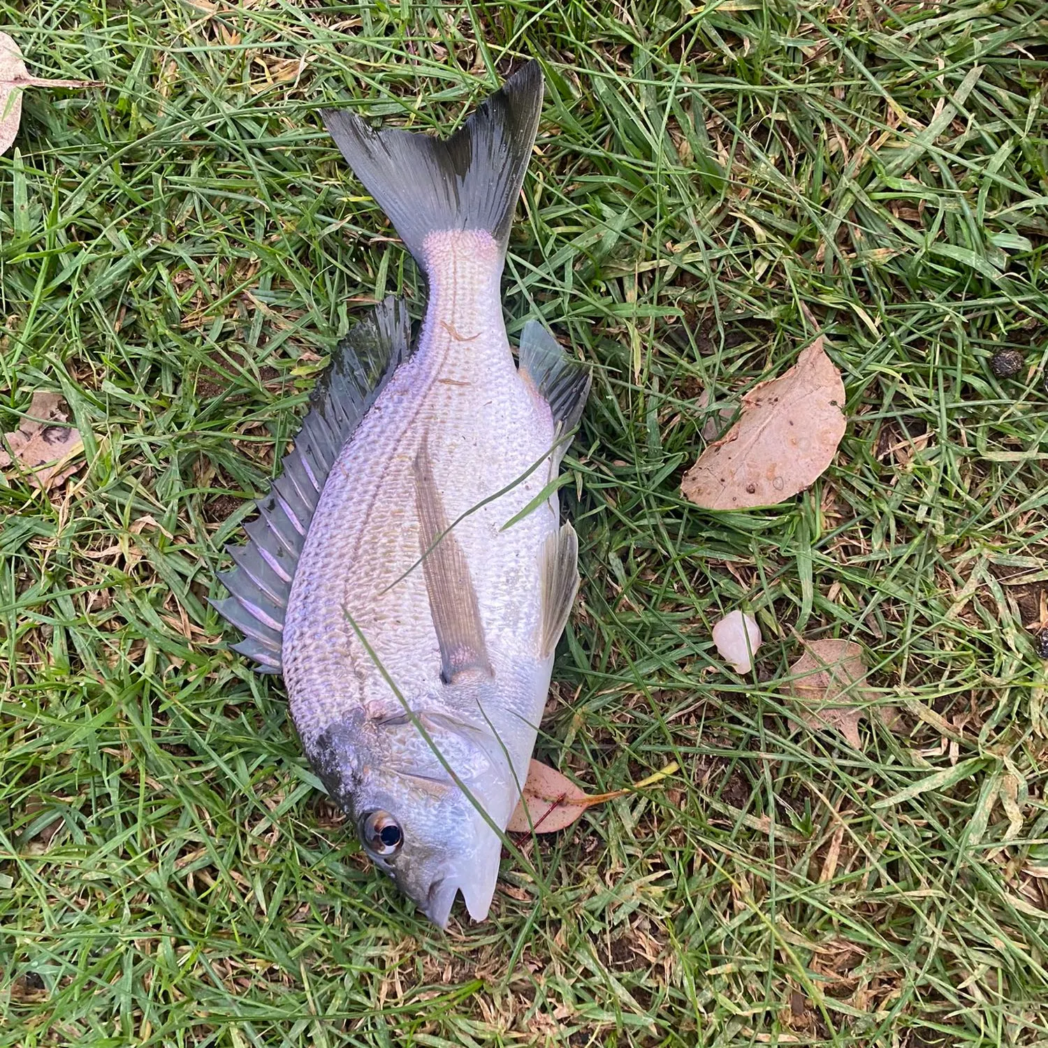ᐅ Kalgan River fishing reports🎣• Western Australia, Australia fishing
