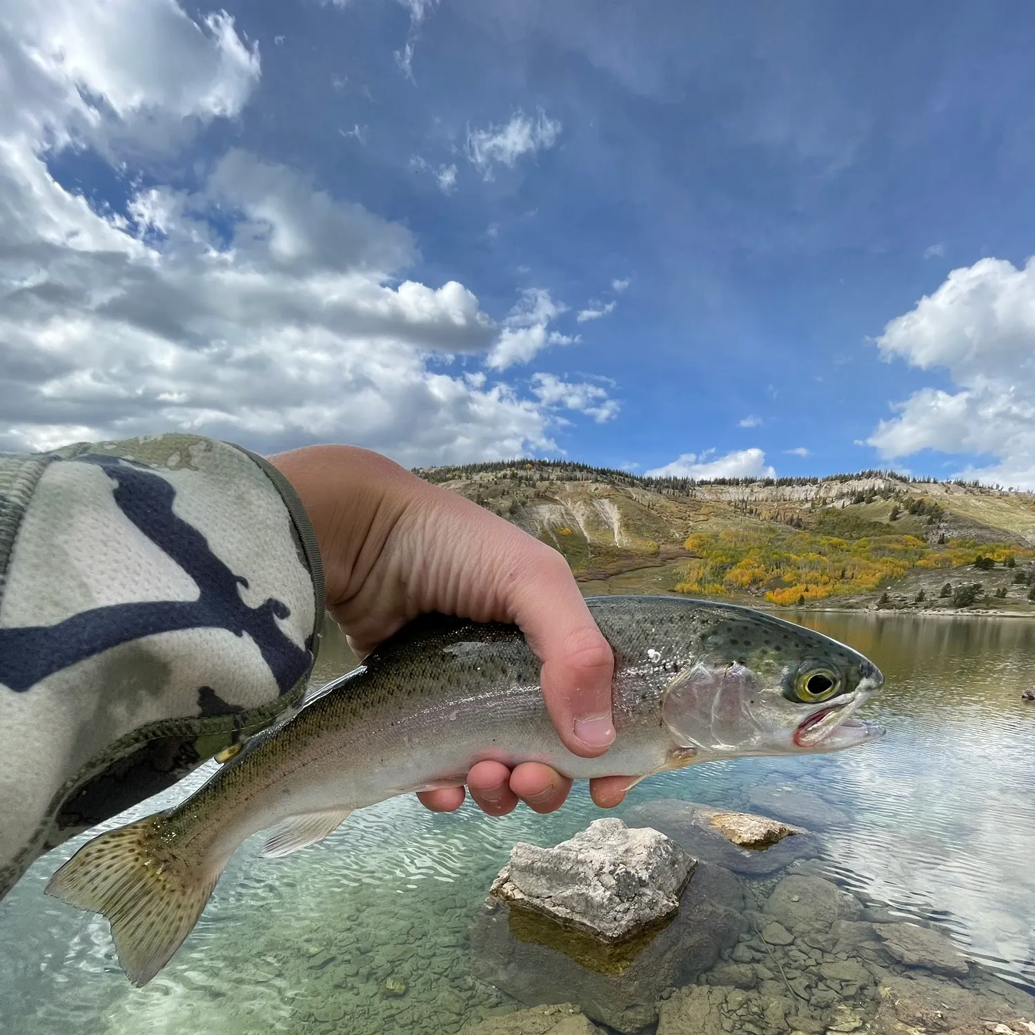Rainbow trout caught on Fishbrain