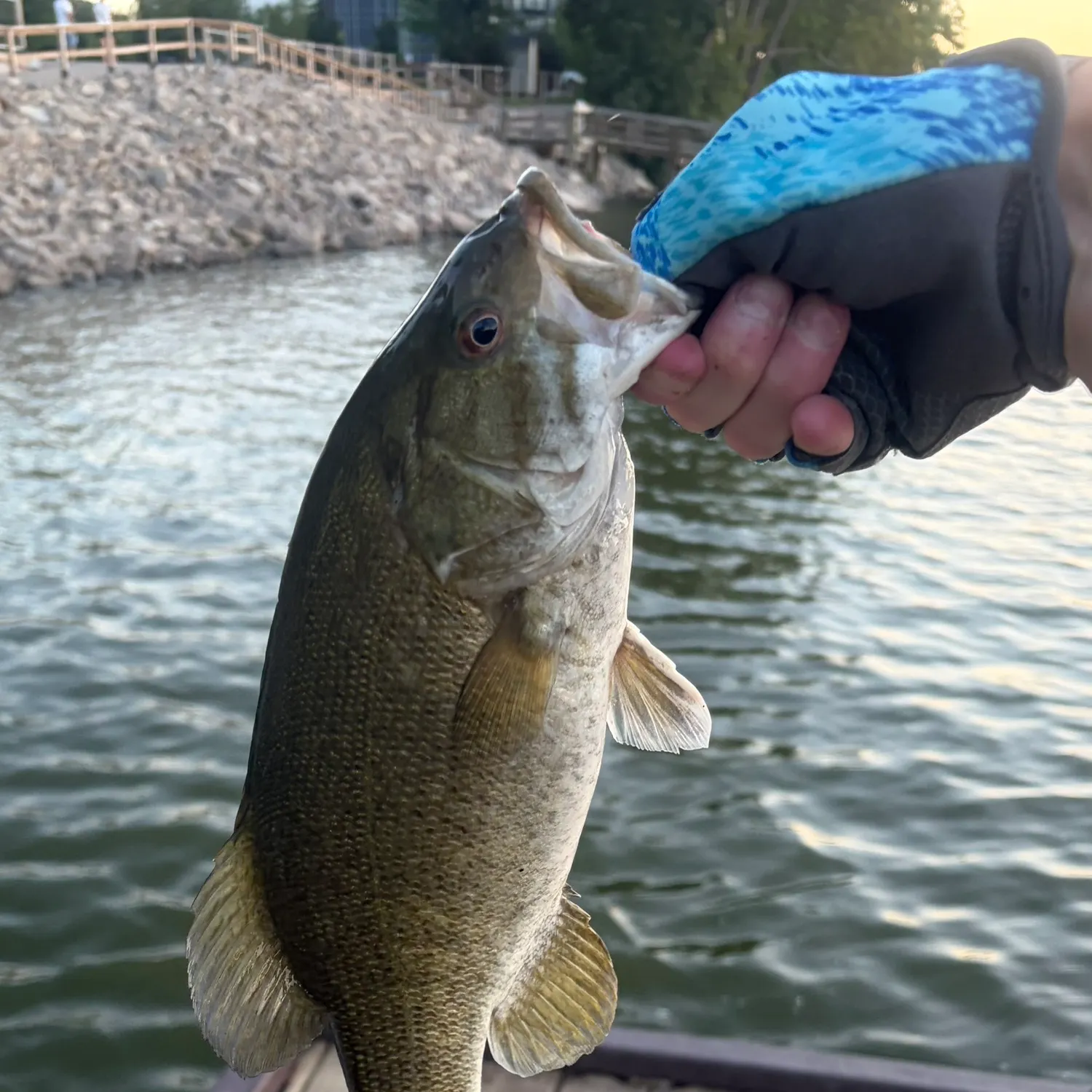 Smallmouth bass caught on Fishbrain