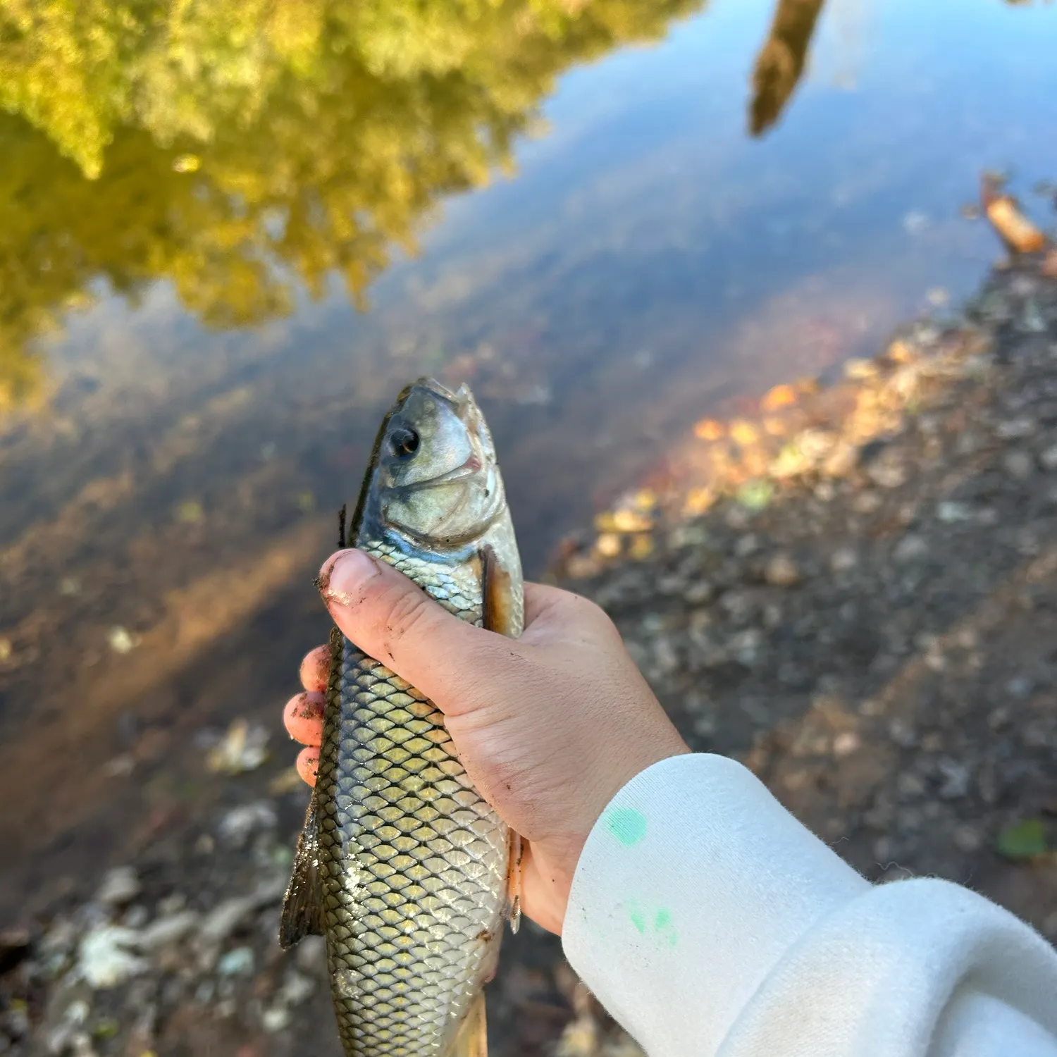 Fallfish caught on Fishbrain