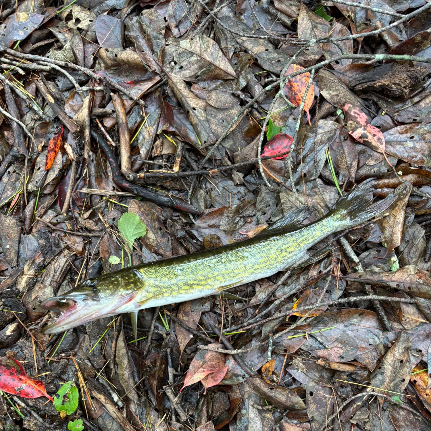 Chain pickerel caught on Fishbrain