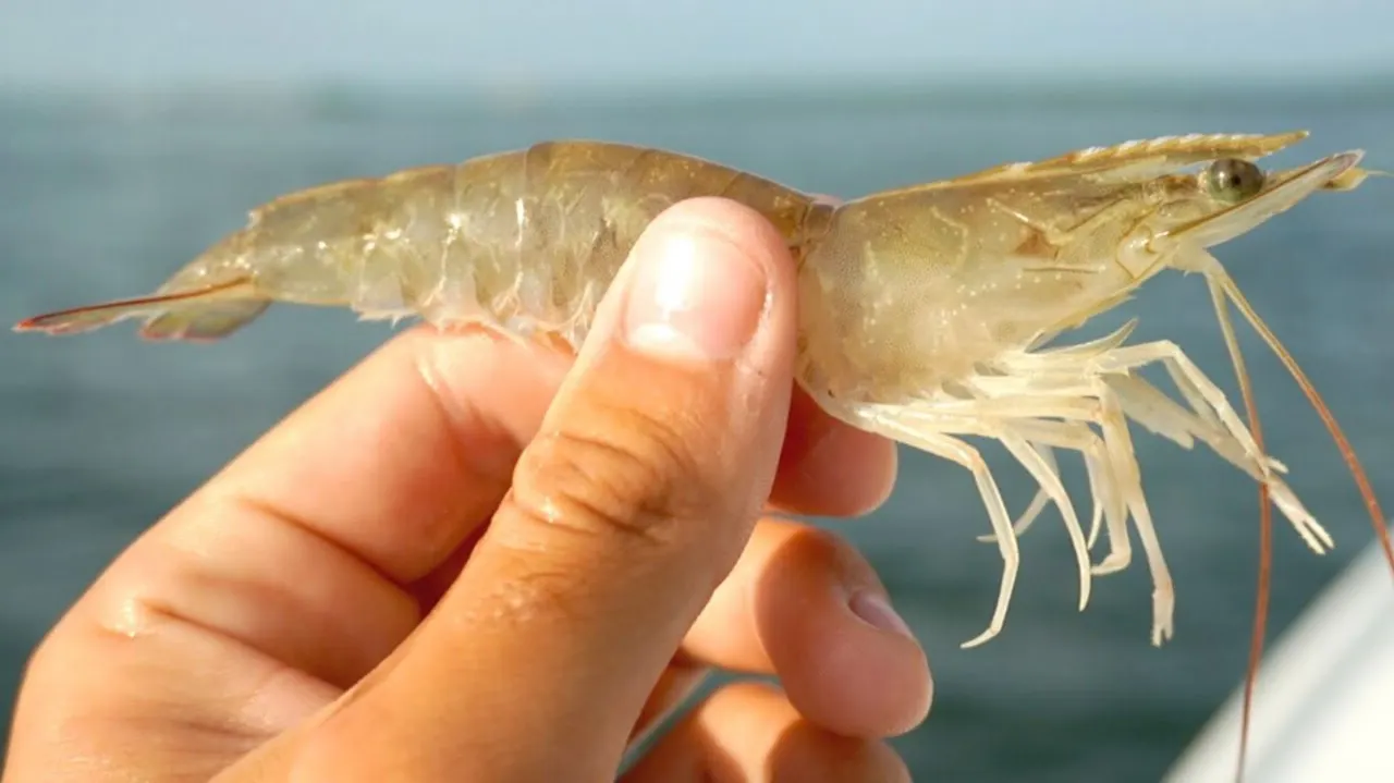 Live Shrimp