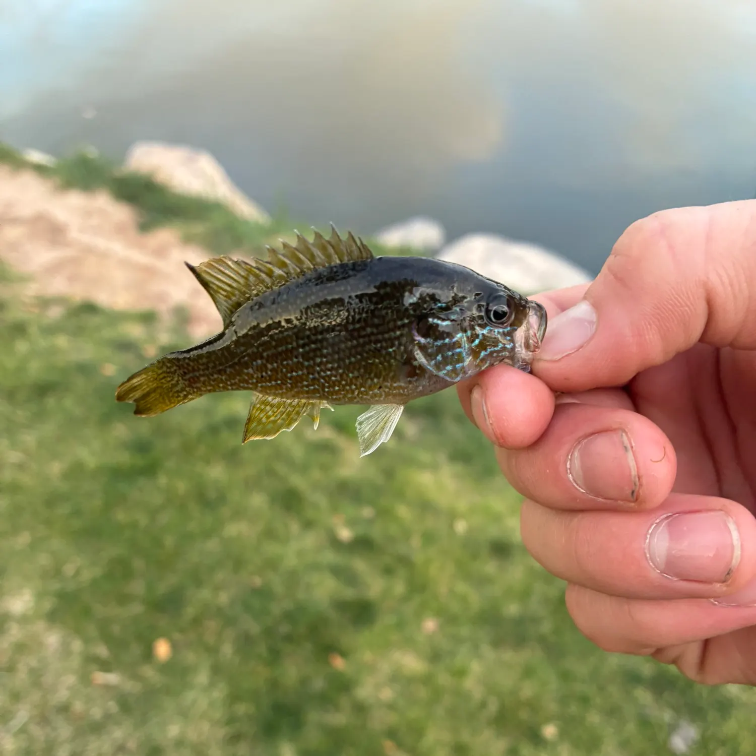 Bluegill caught on Fishbrain