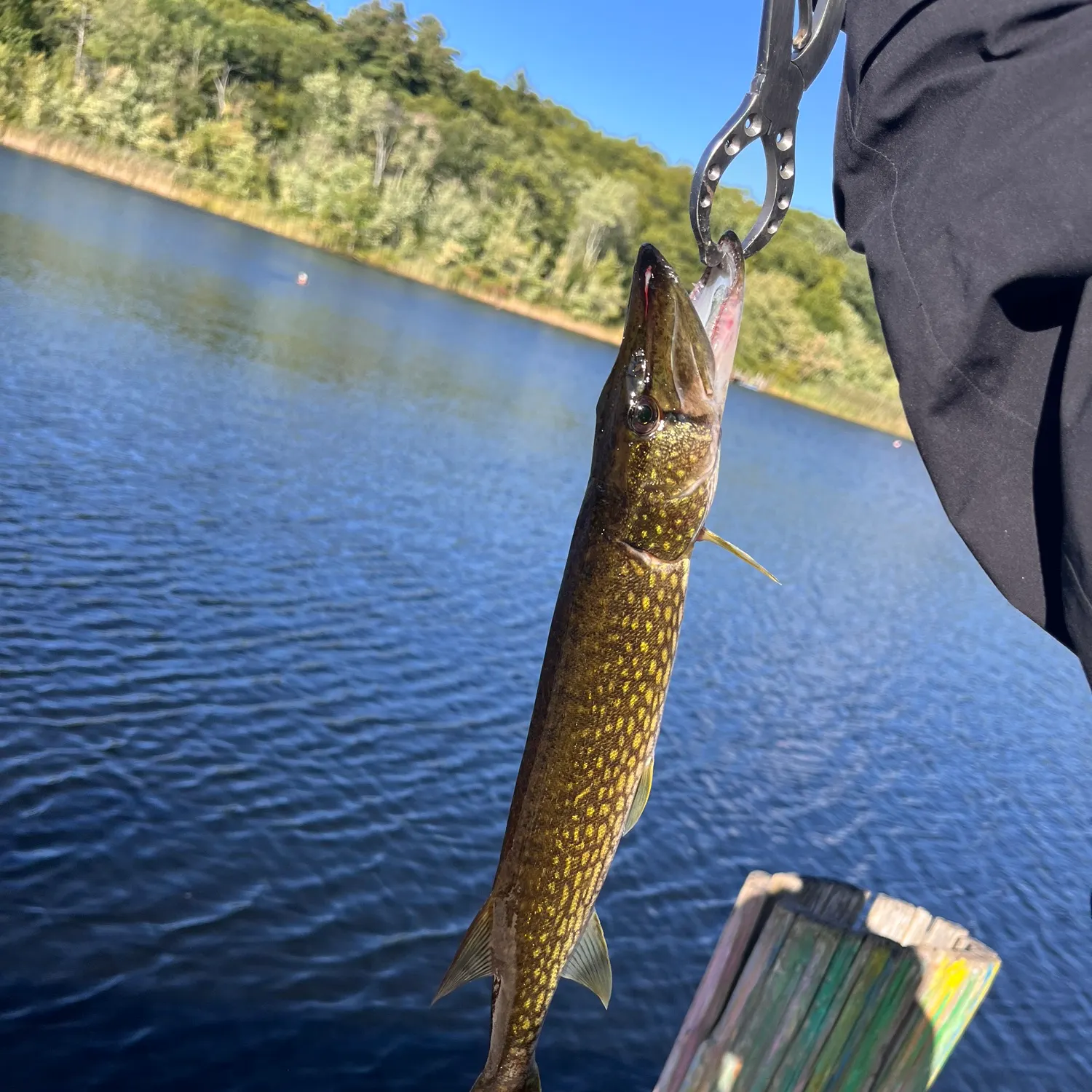 Northern pike caught on Fishbrain