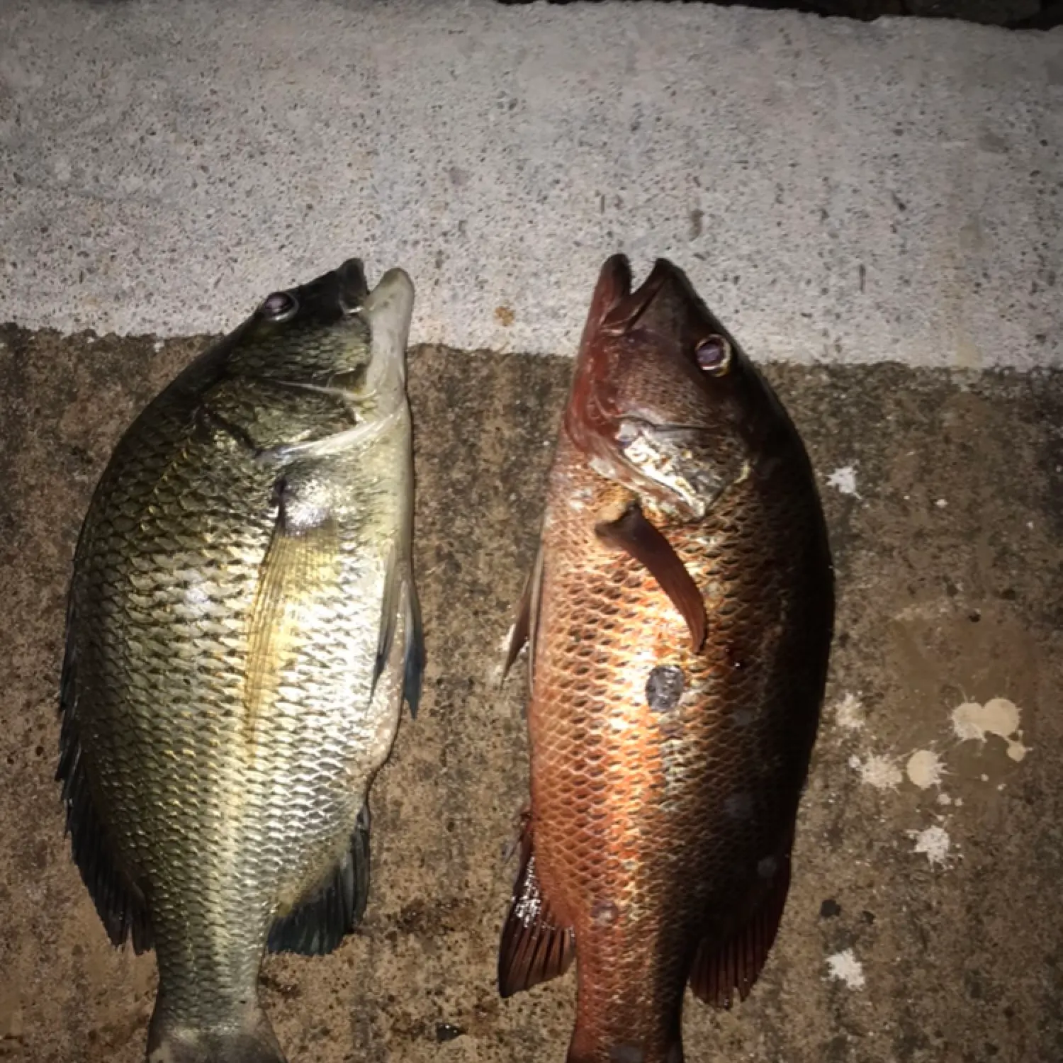 recently logged catches