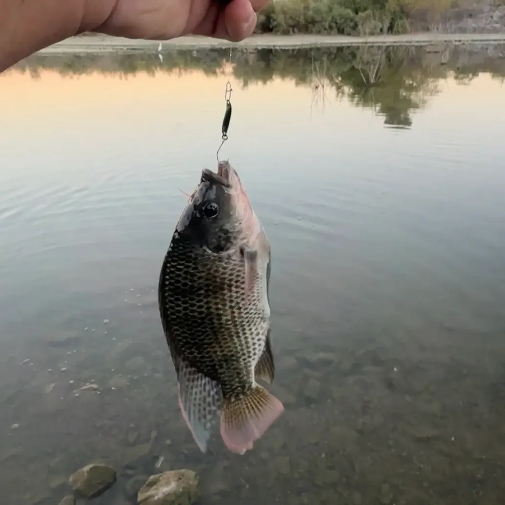 Mozambique tilapia caught on Fishbrain