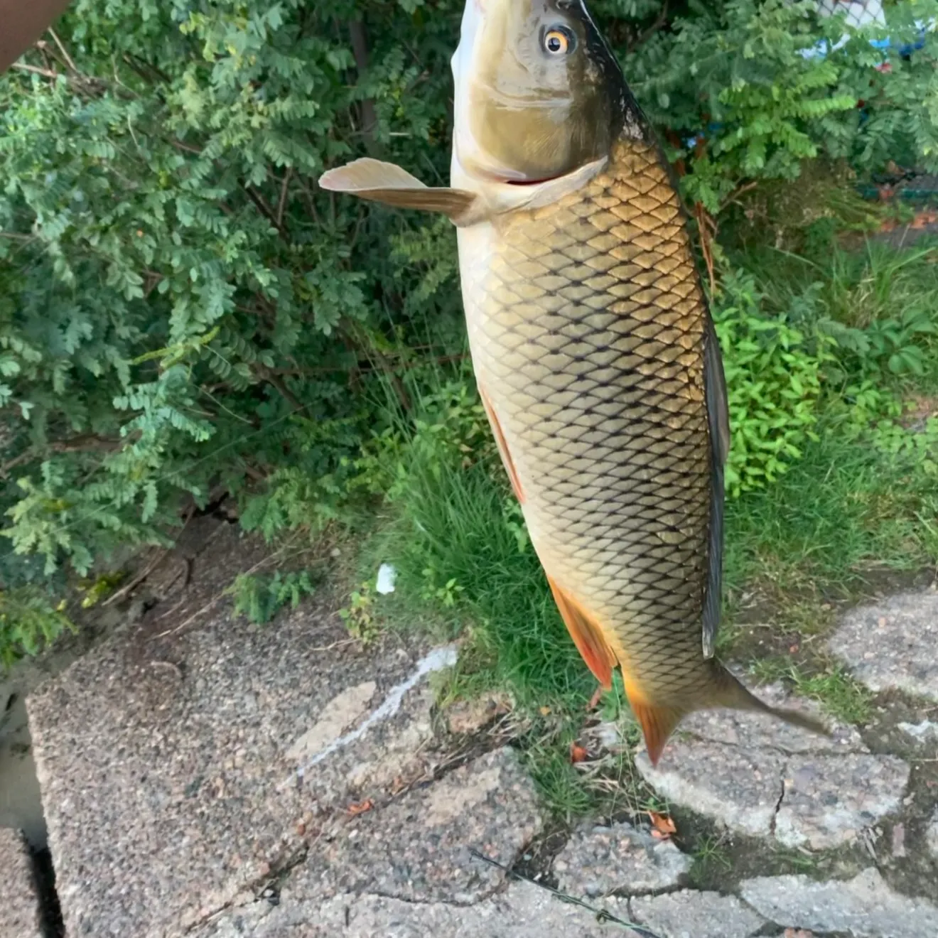 catch