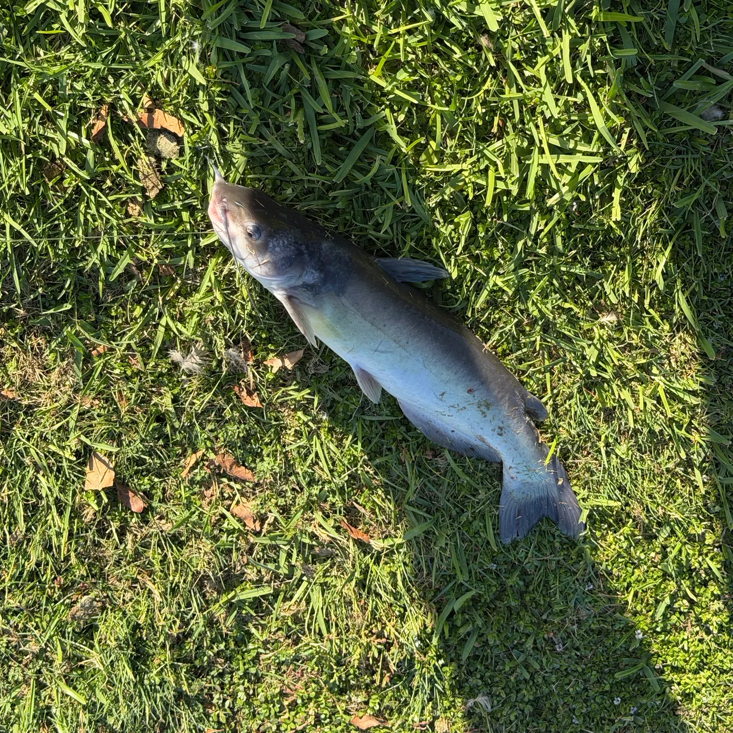 Channel catfish caught on Fishbrain