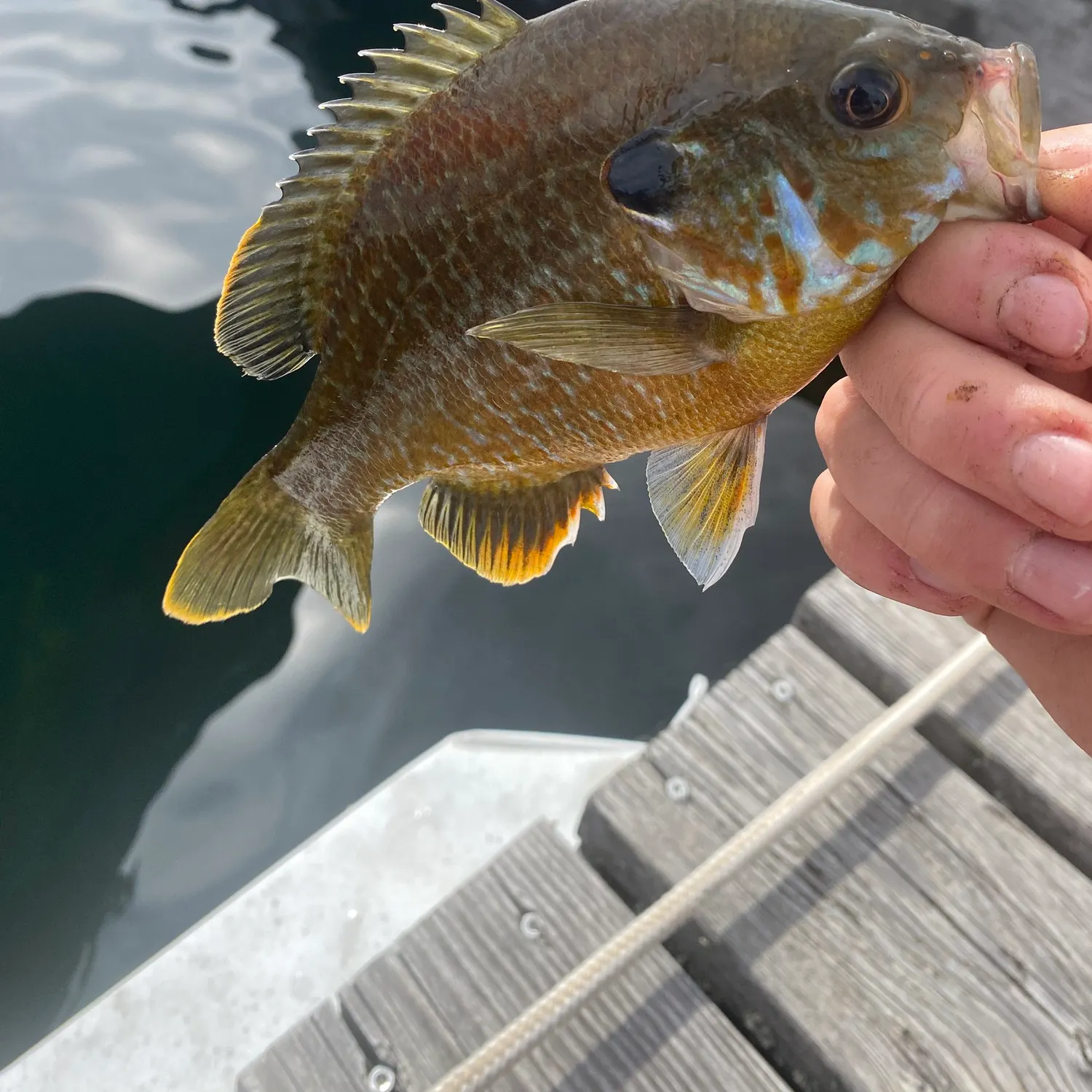 The most recent Greengill hybrid catches on Fishbrain
