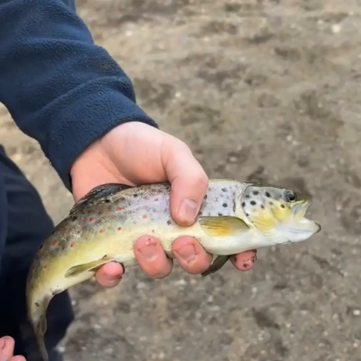 Brown trout caught on Fishbrain