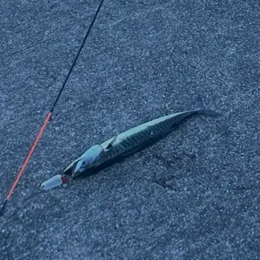 Atlantic mackerel caught on Fishbrain