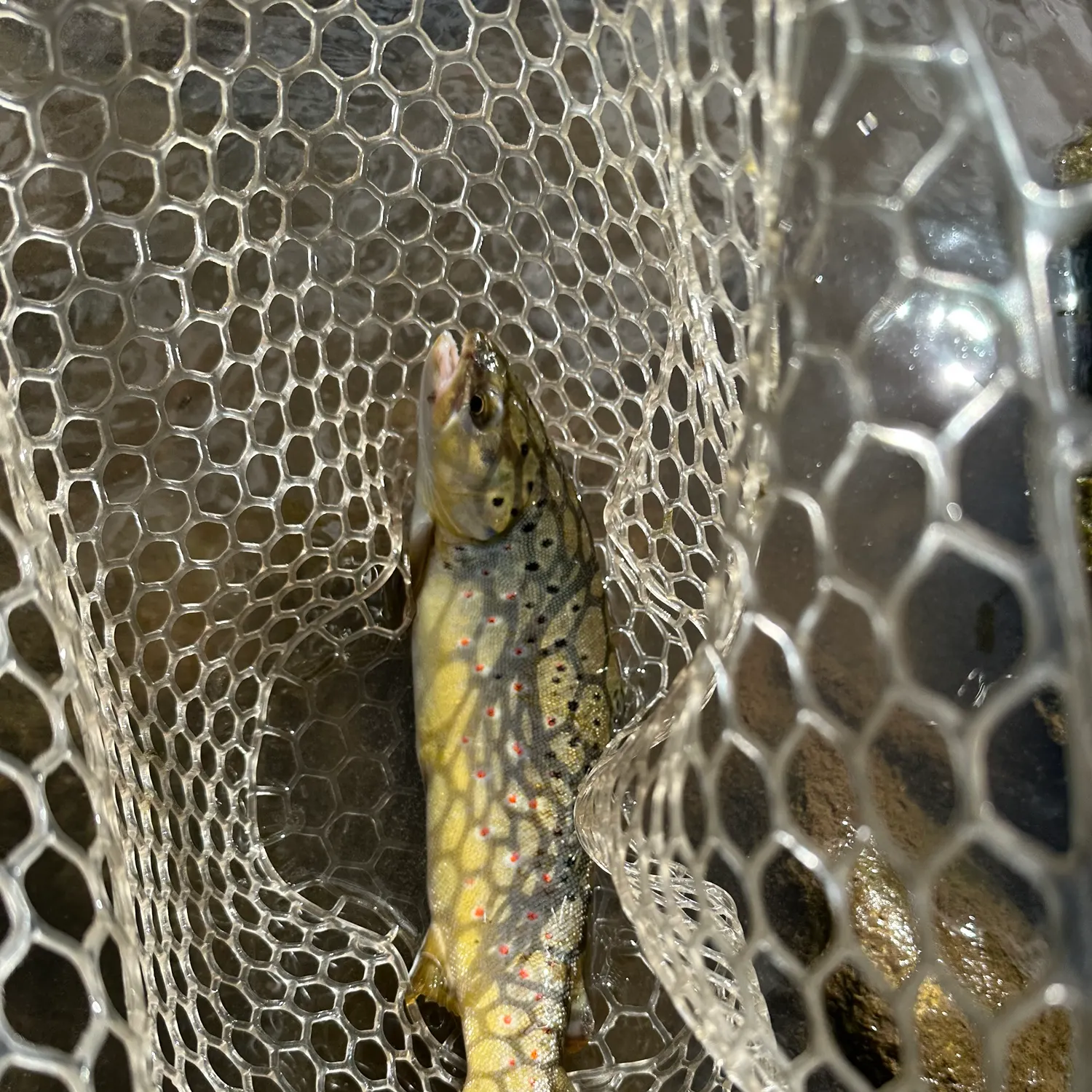 The most recent Brown trout catches on Fishbrain