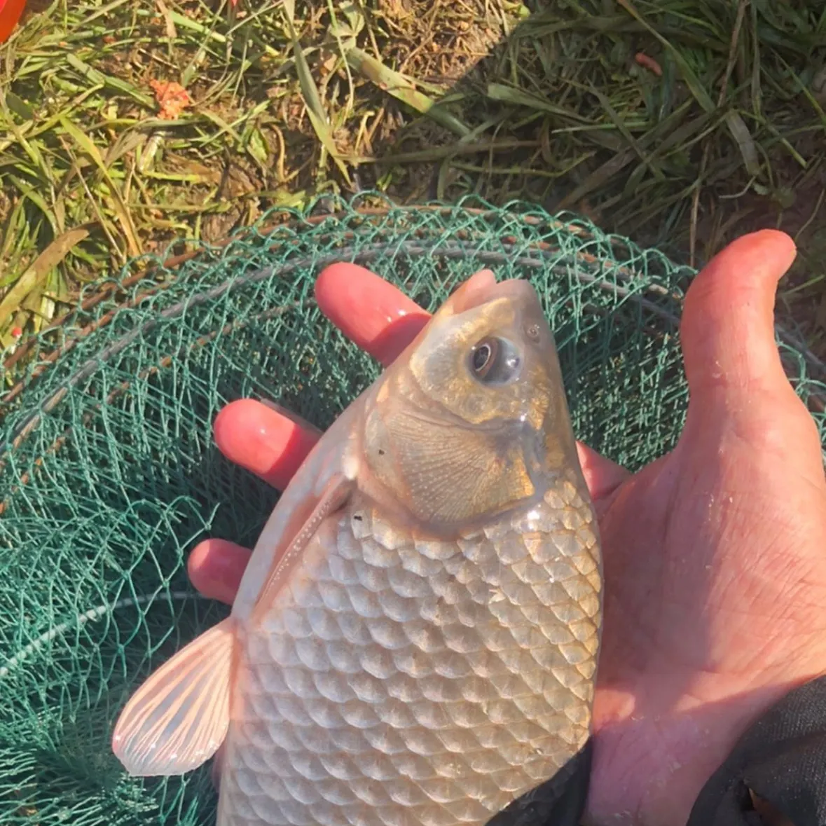 Prussian carp caught on Fishbrain