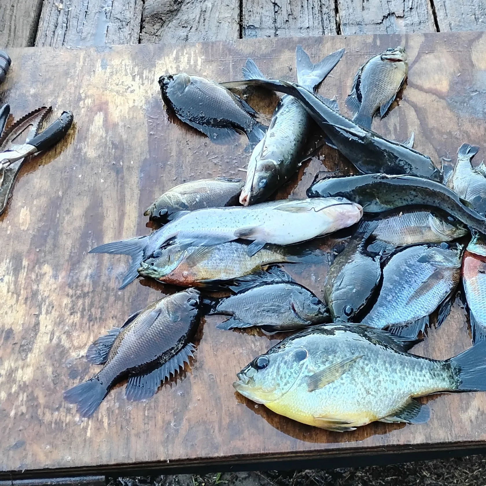 recently logged catches