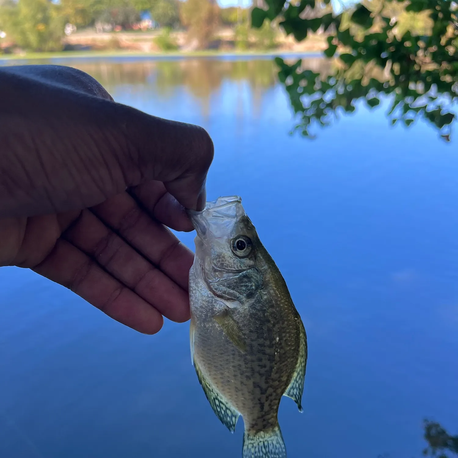 Black crappie caught on Fishbrain