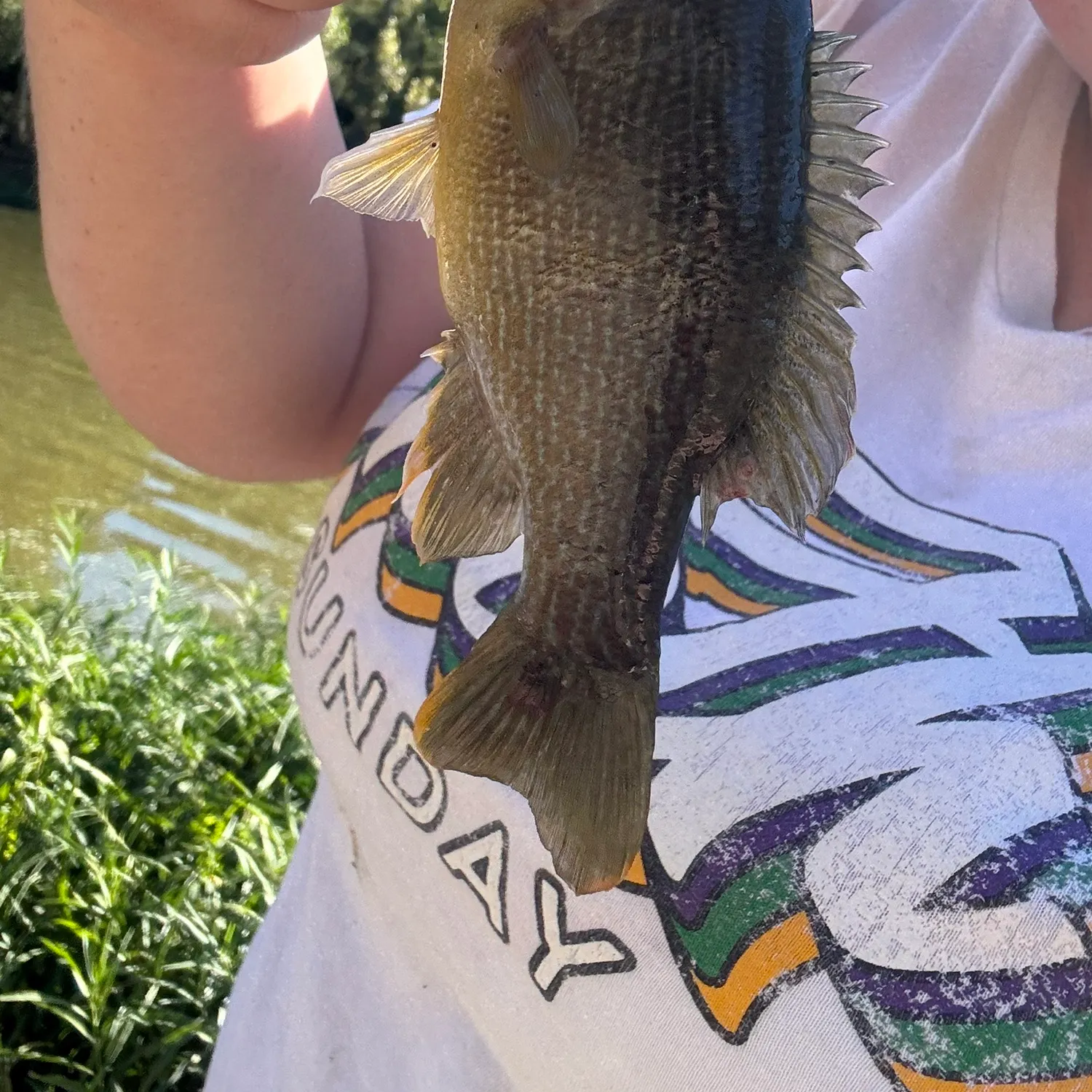 Green sunfish caught on Fishbrain