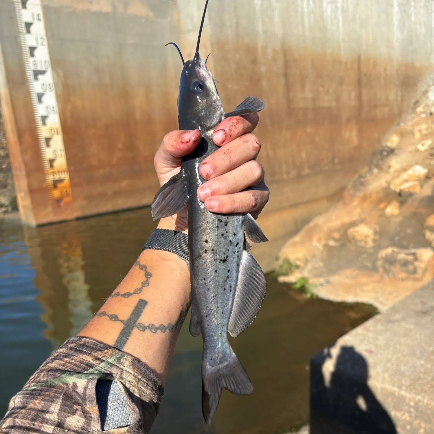 Channel catfish caught on Fishbrain