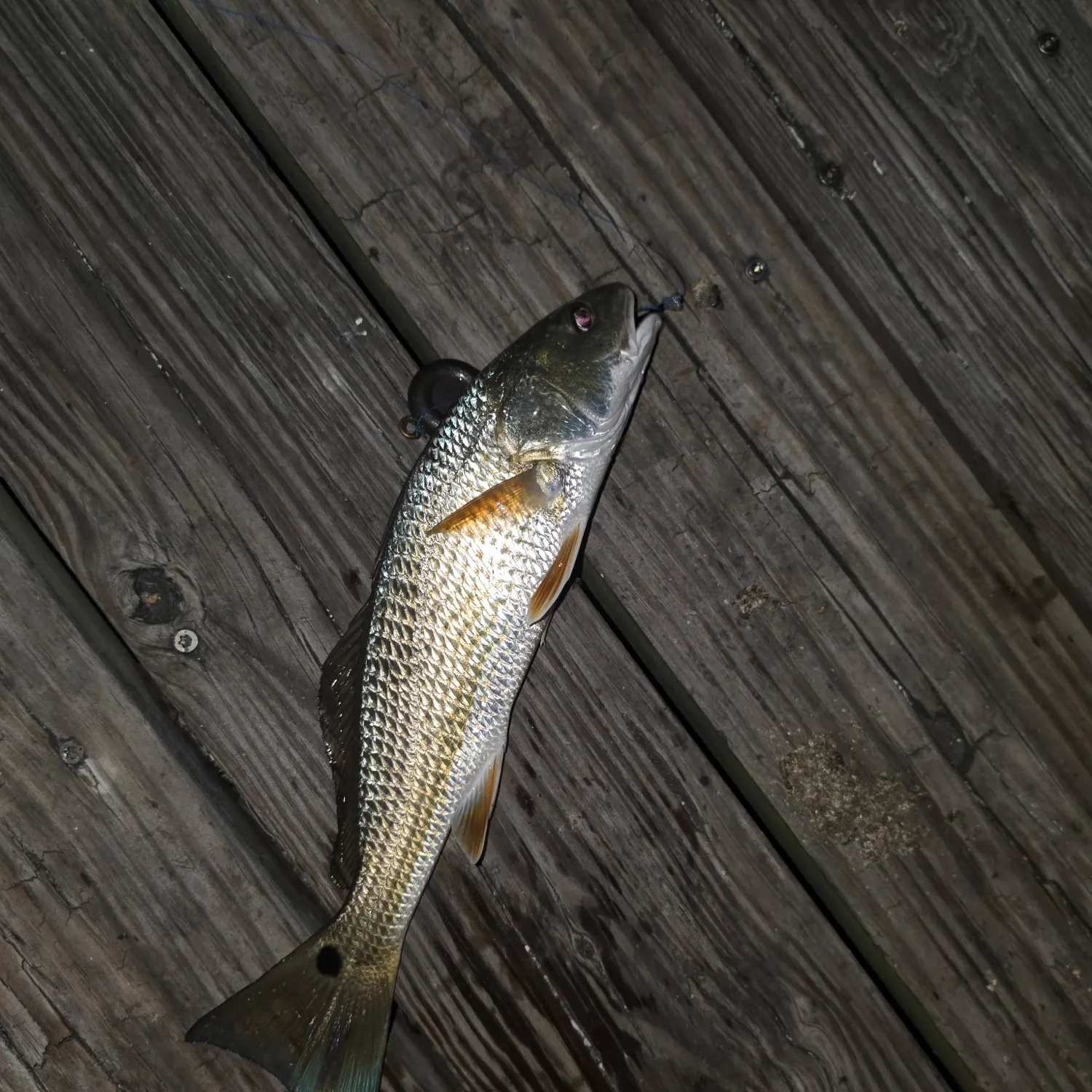 The most recent Red drum catches on Fishbrain