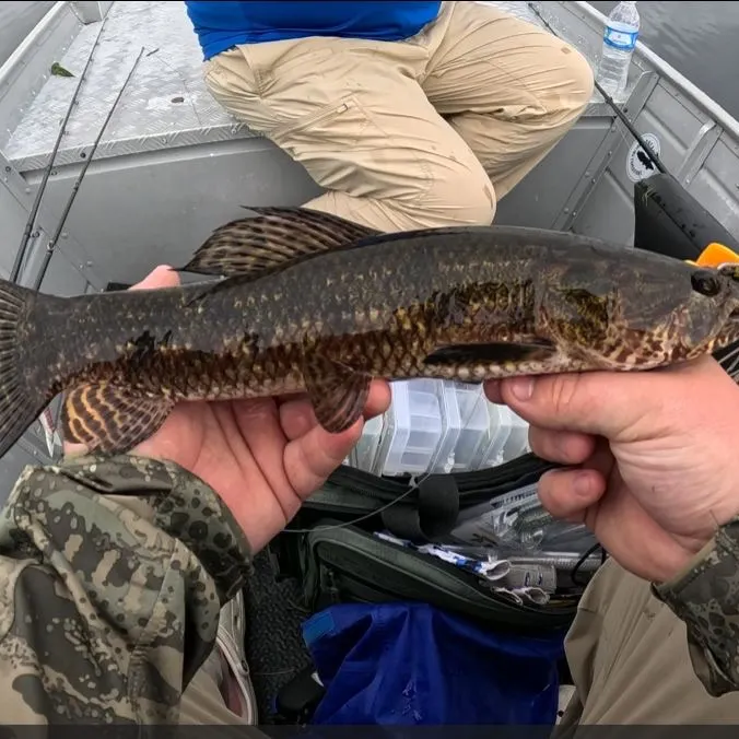The most recent Trahira catches on Fishbrain