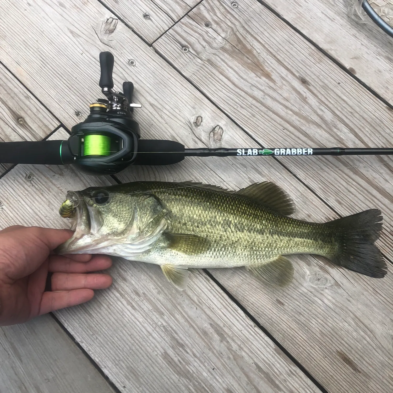 Largemouth bass caught on Fishbrain