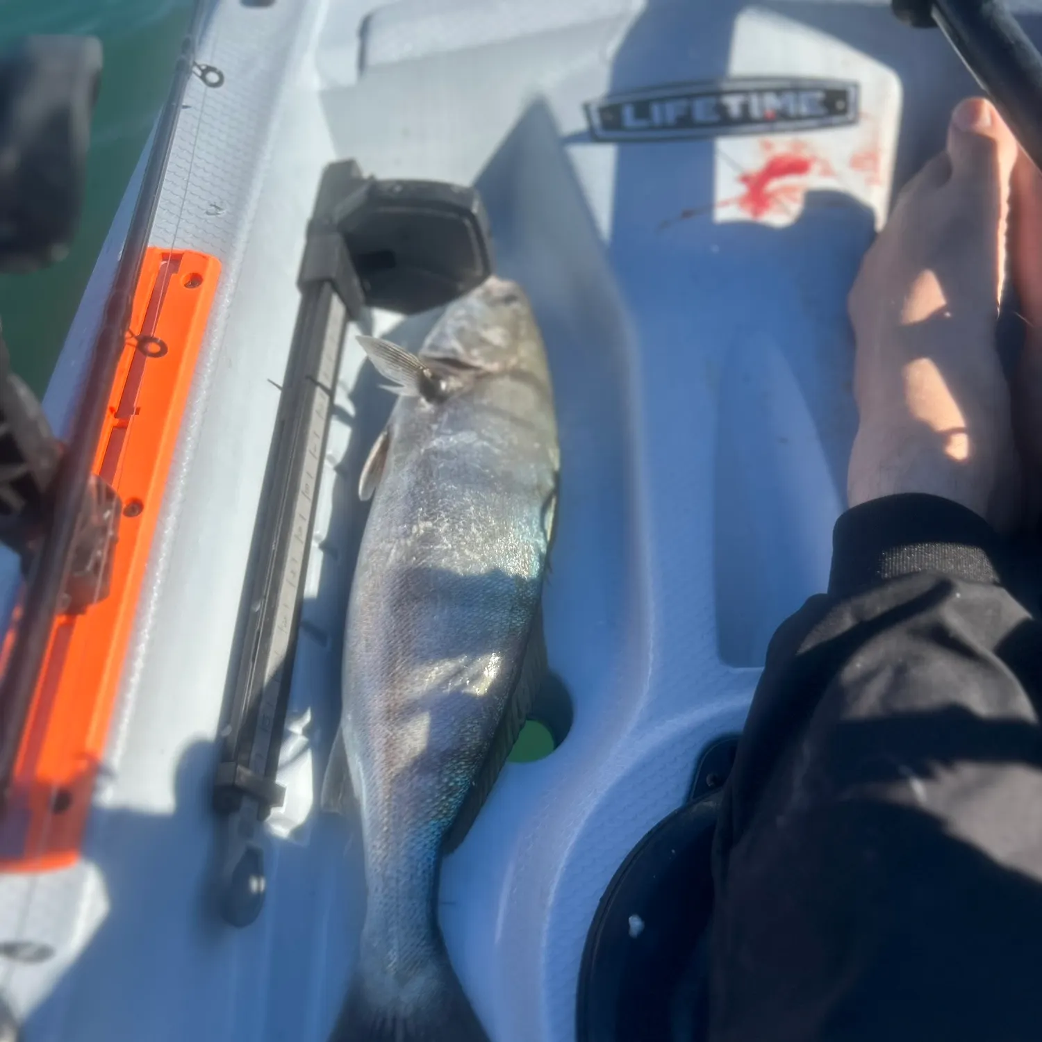 The most recent White seabass catches on Fishbrain