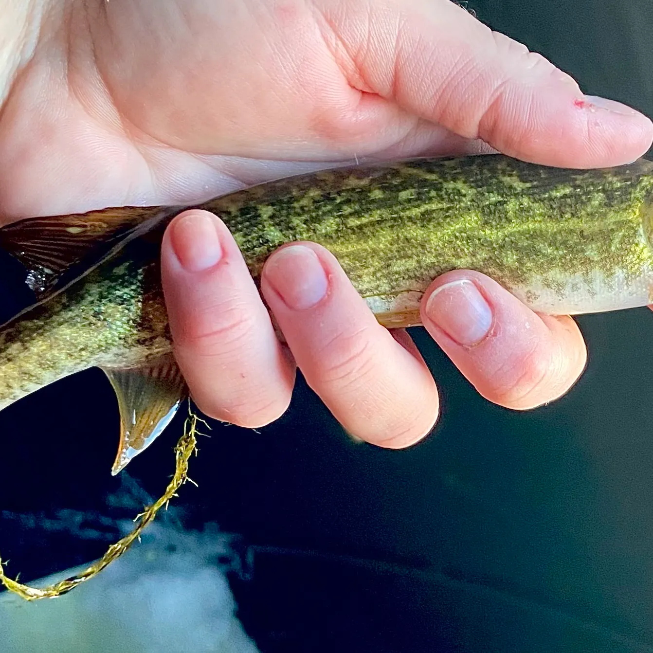 The most recent Grass pickerel catches on Fishbrain