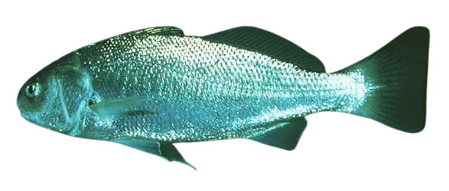 White croaker