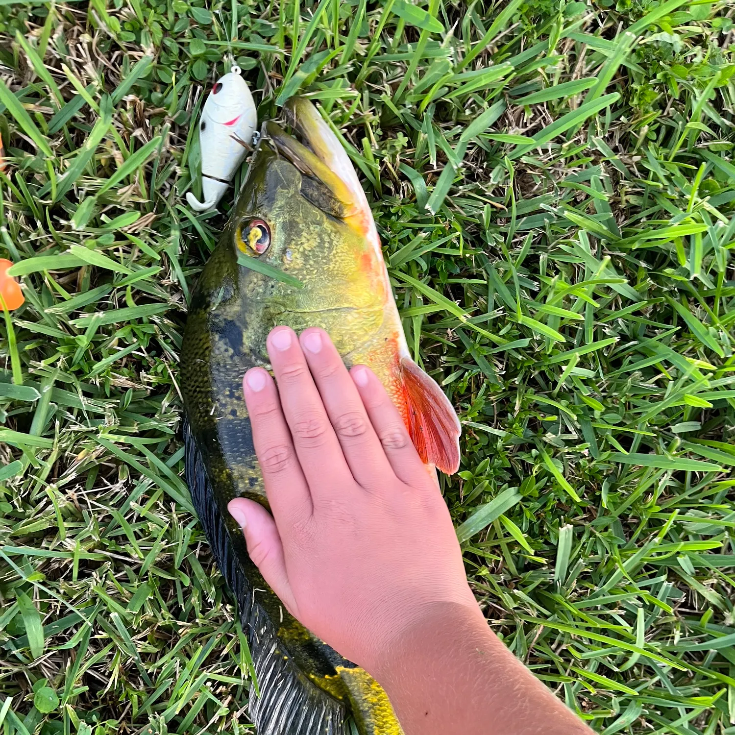 Butterfly peacock bass caught on Fishbrain