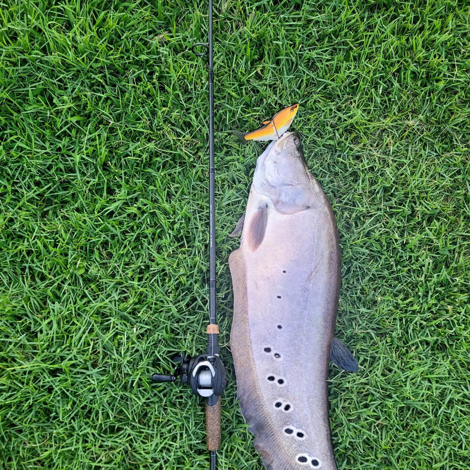 The most recent Clown knifefish catches on Fishbrain