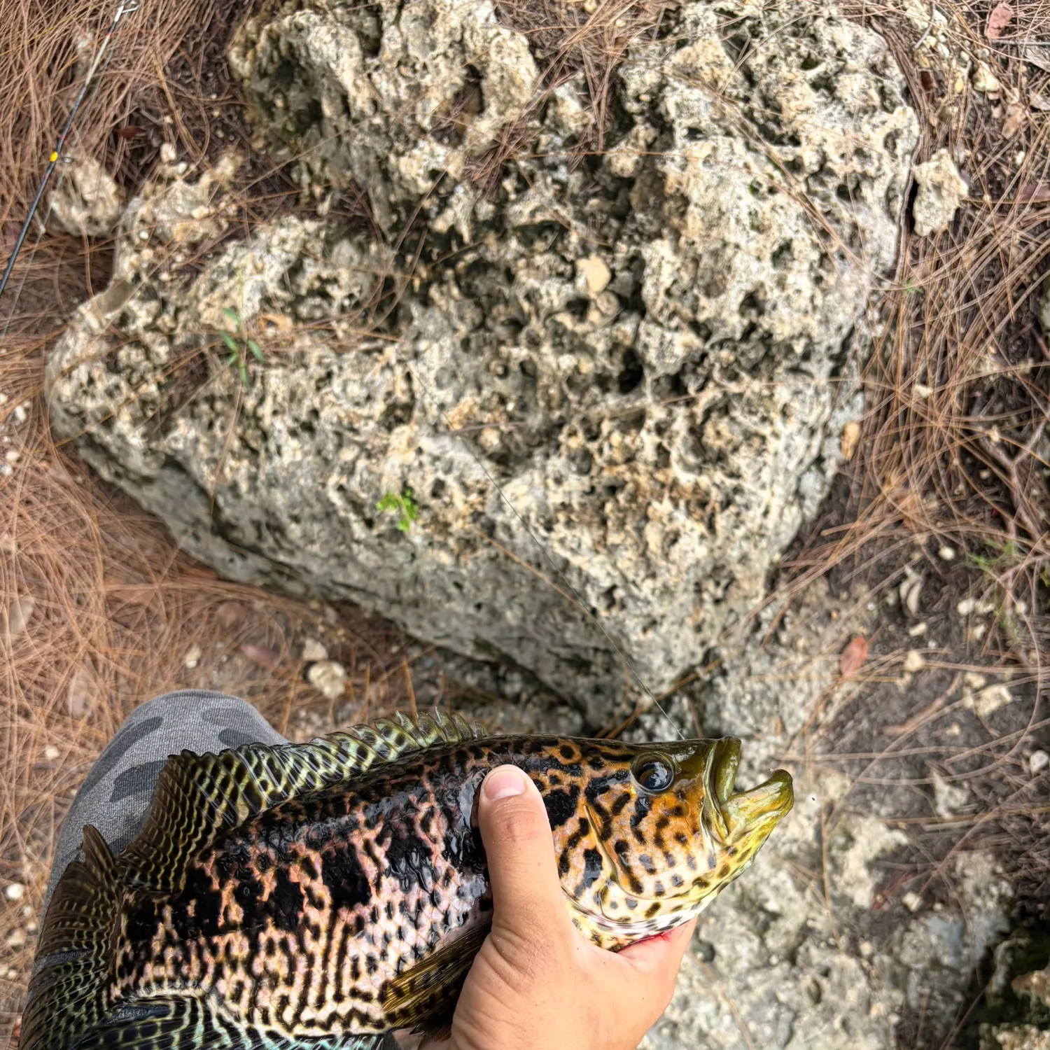 The most recent Jaguar cichlid catches on Fishbrain