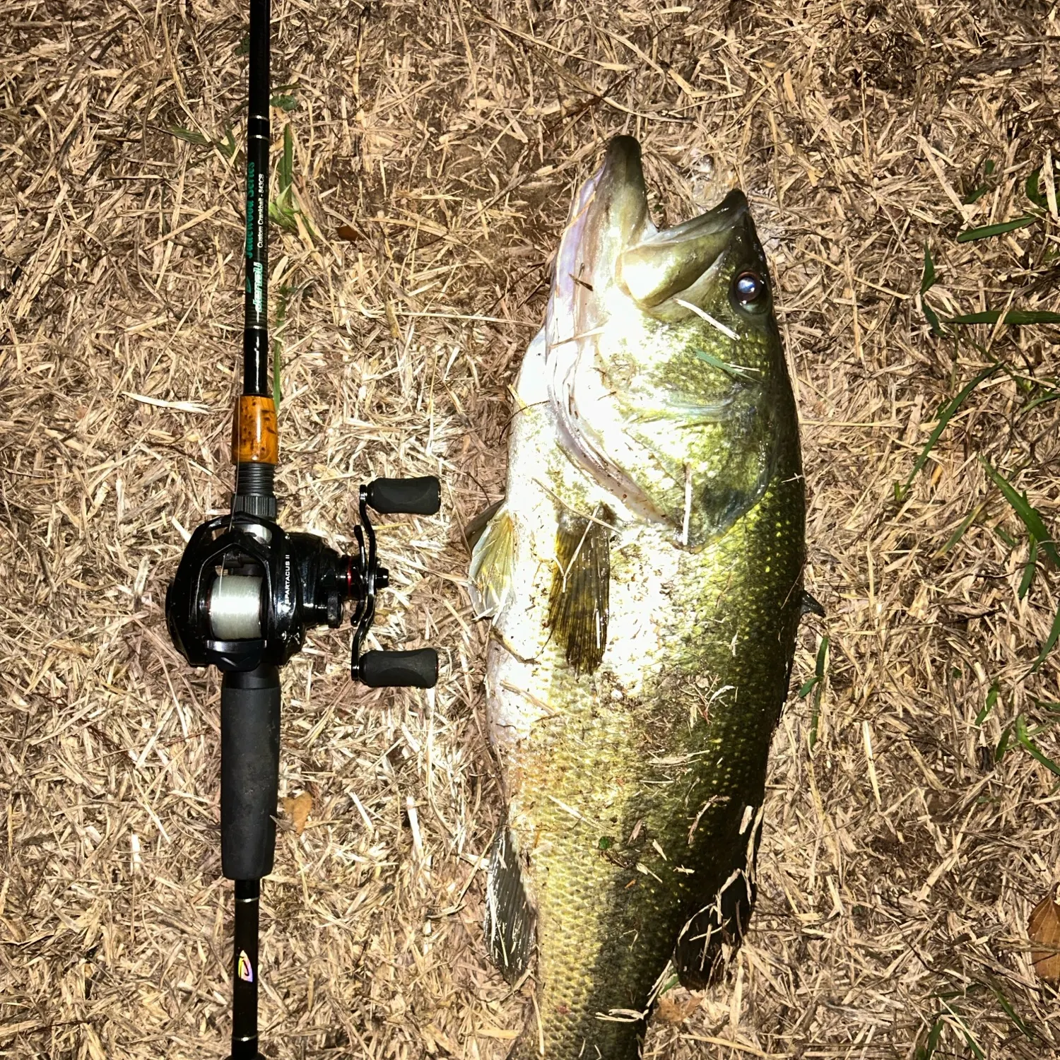 Fish caught on Fishbrain