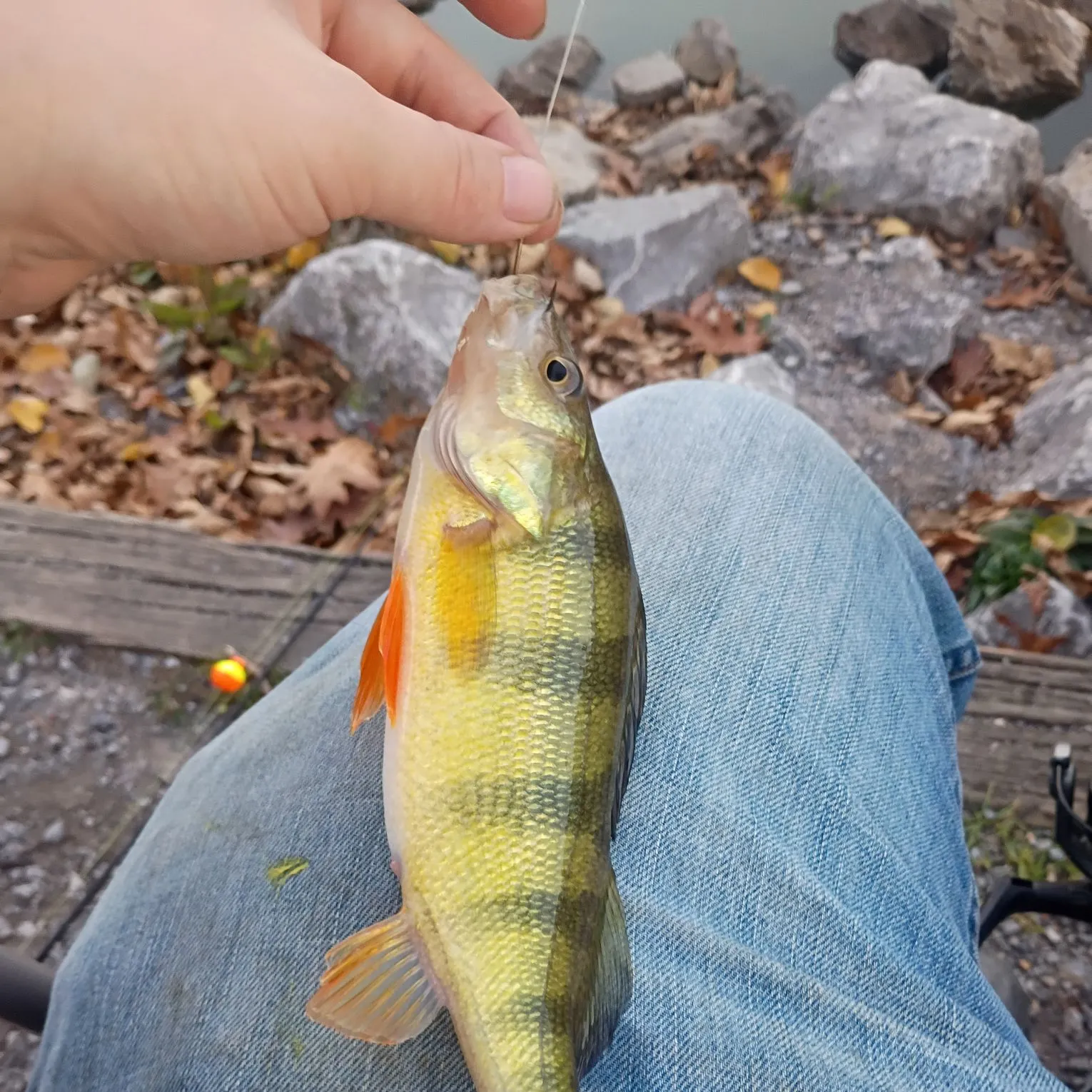Yellow perch caught on Fishbrain