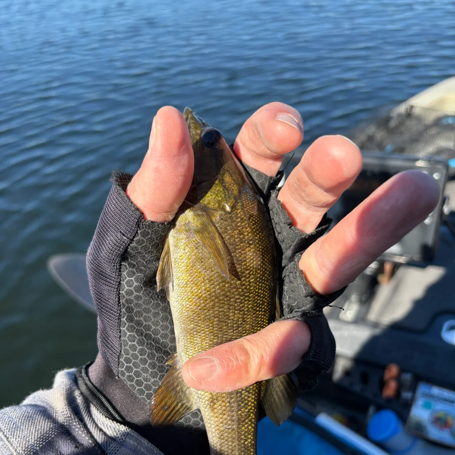 Smallmouth bass caught on Fishbrain