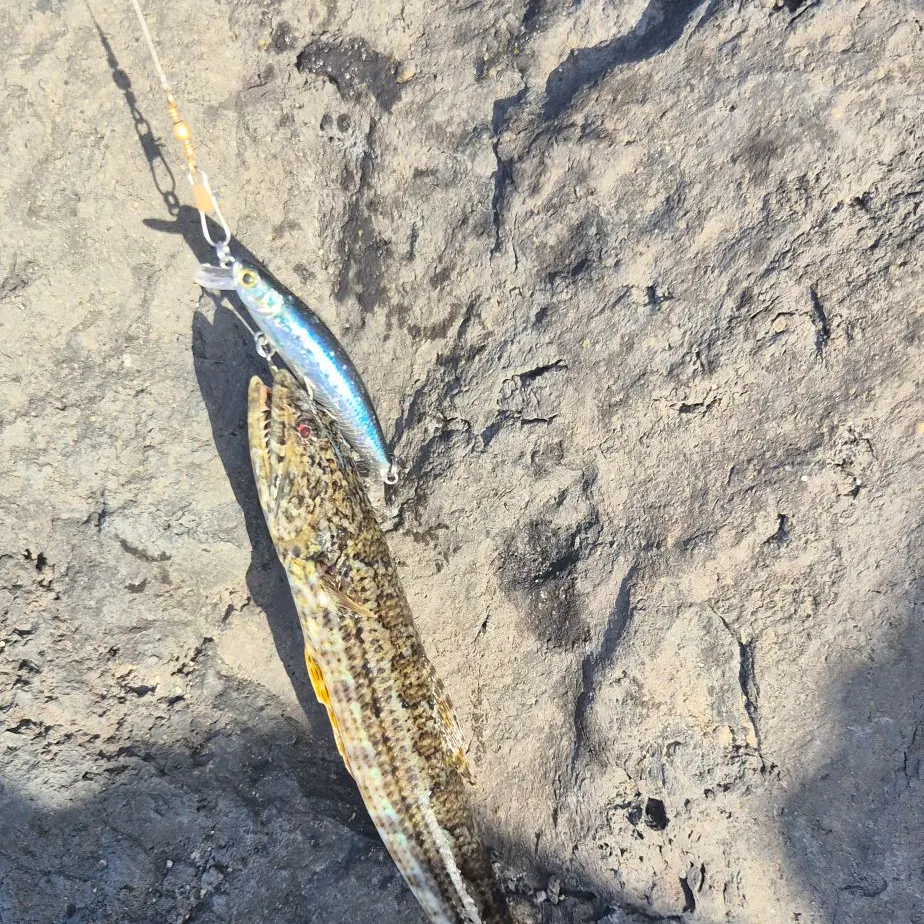 The most recent Atlantic lizardfish catches on Fishbrain