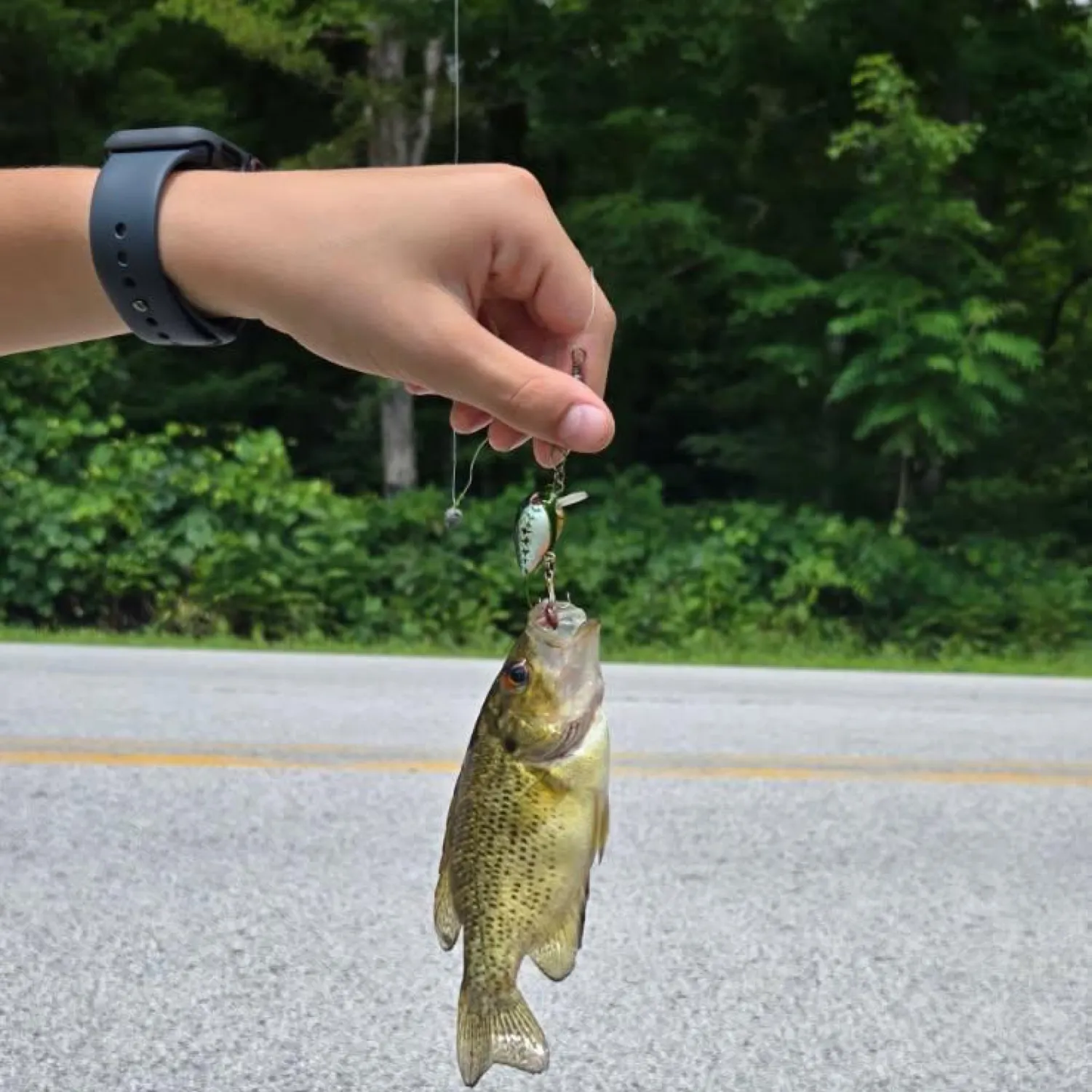 recently logged catches