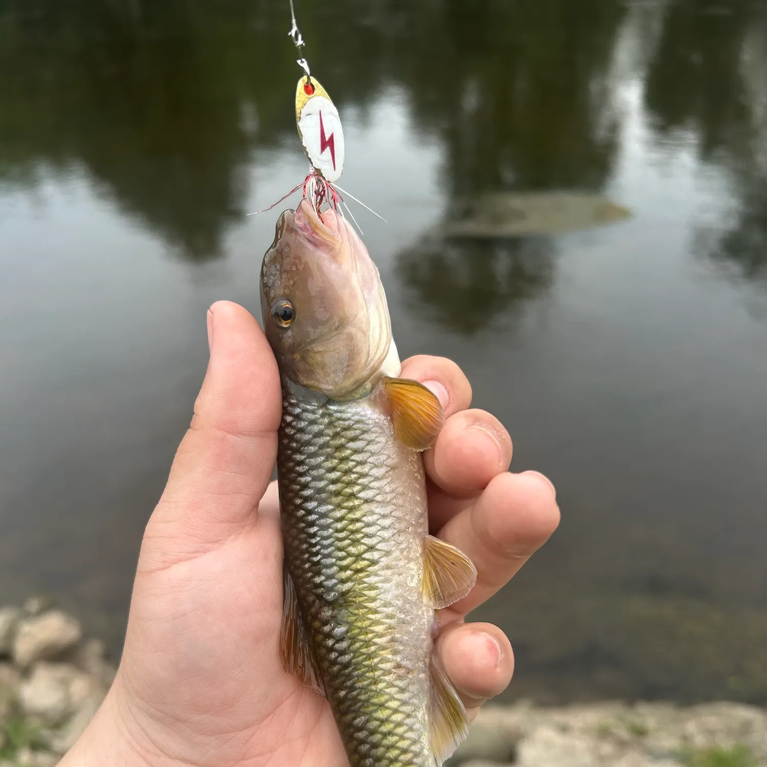 The most recent River chub catches on Fishbrain