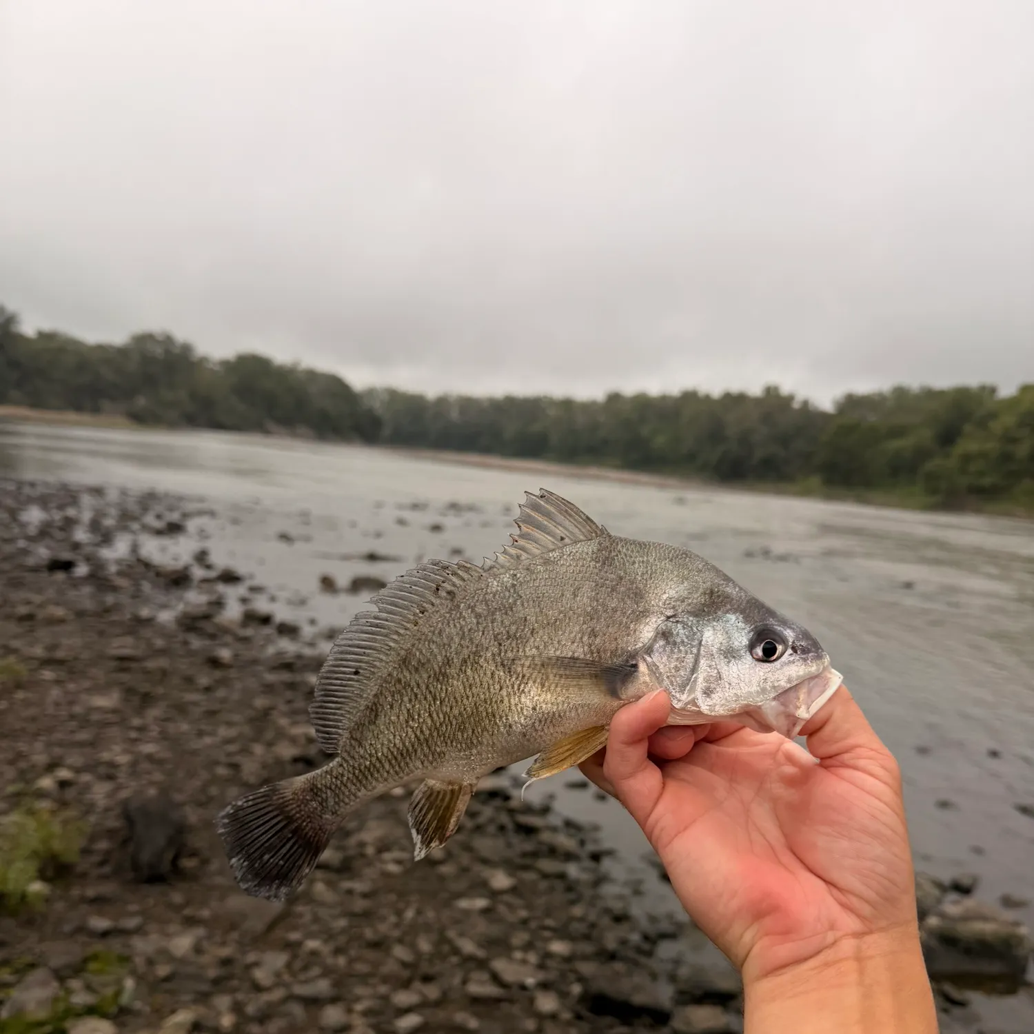 Freshwater drum caught on Fishbrain