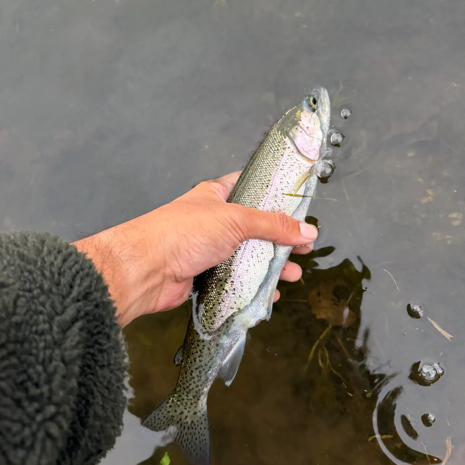 Rainbow trout caught on Fishbrain