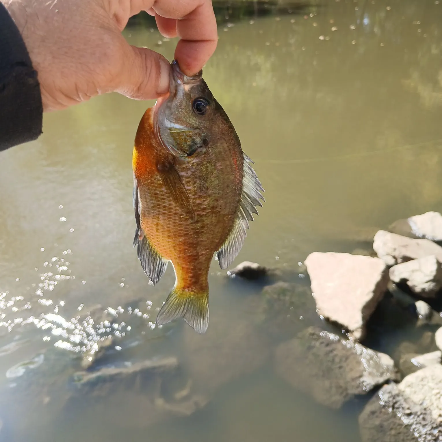 Bluegill caught on Fishbrain
