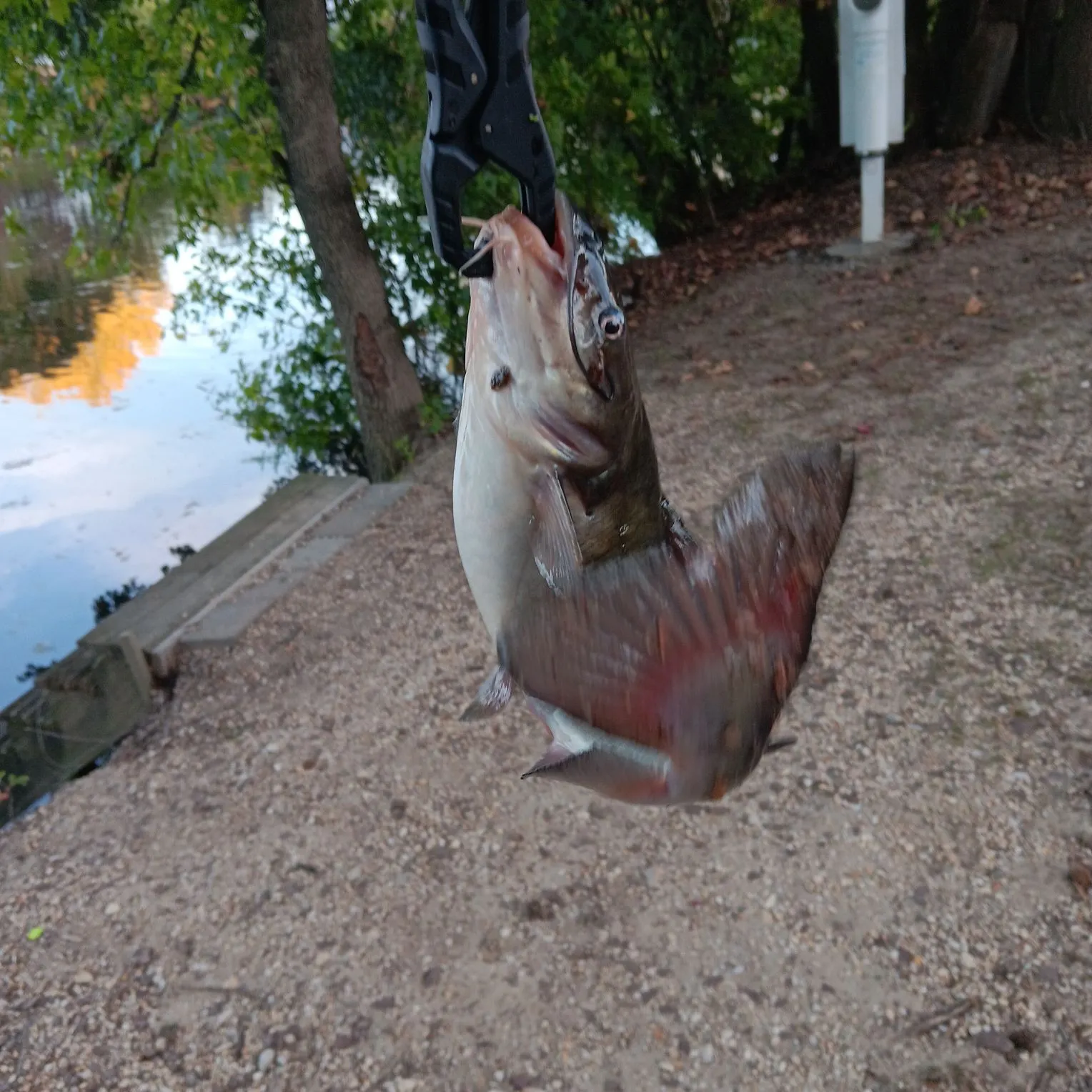 Channel catfish caught on Fishbrain