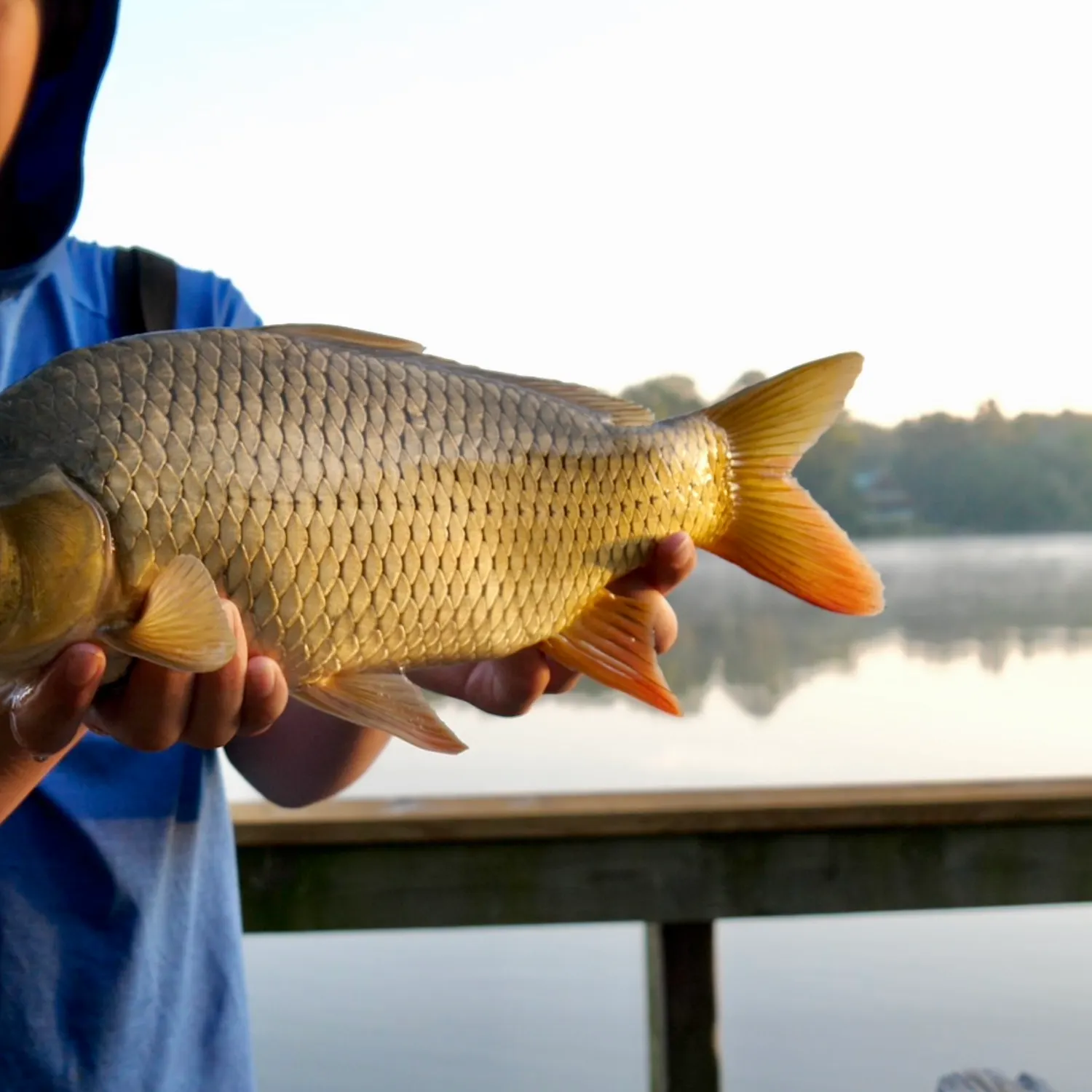 Common carp caught on Fishbrain