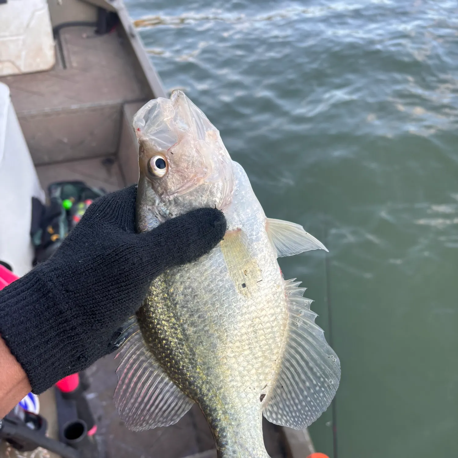 The most recent White crappie catches on Fishbrain