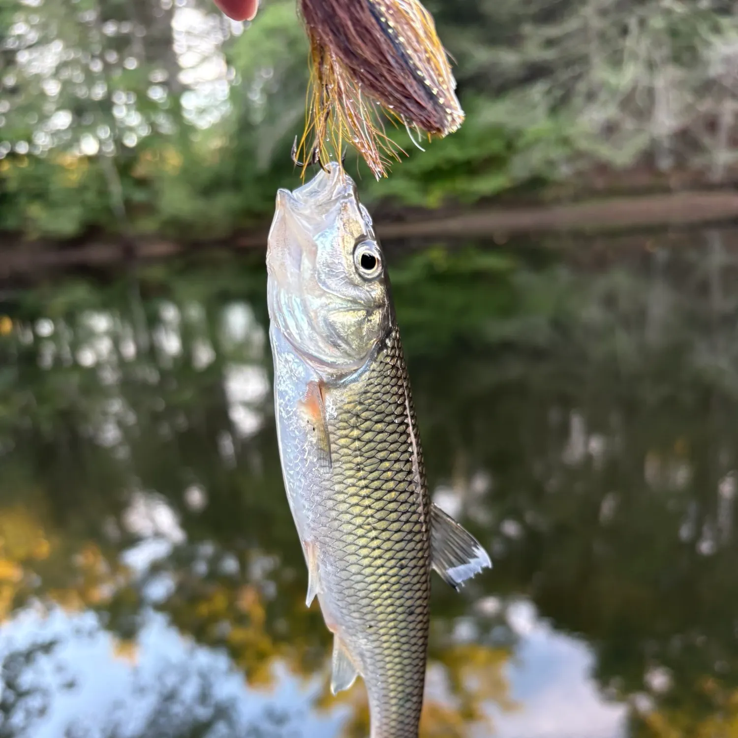 Fallfish caught on Fishbrain