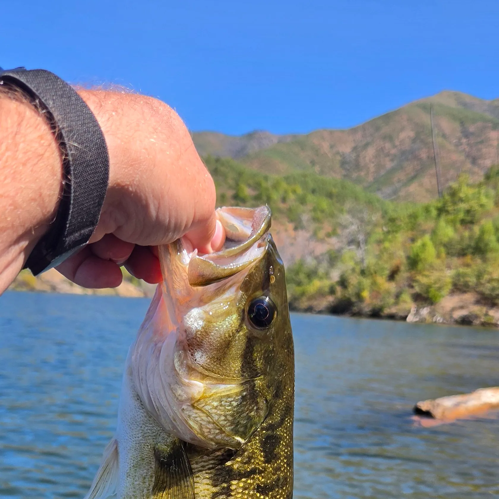 Spotted bass caught on Fishbrain