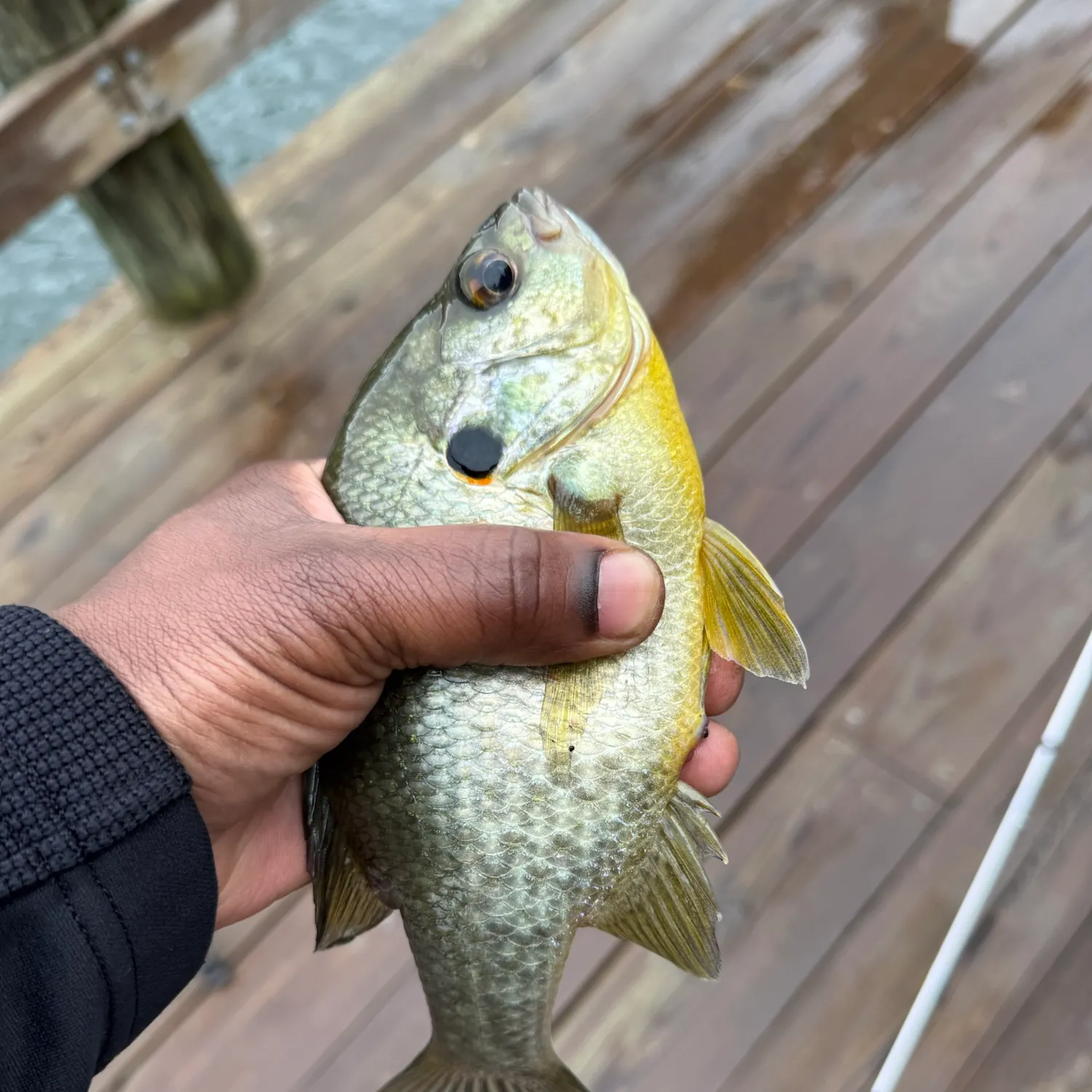 Redear sunfish caught on Fishbrain